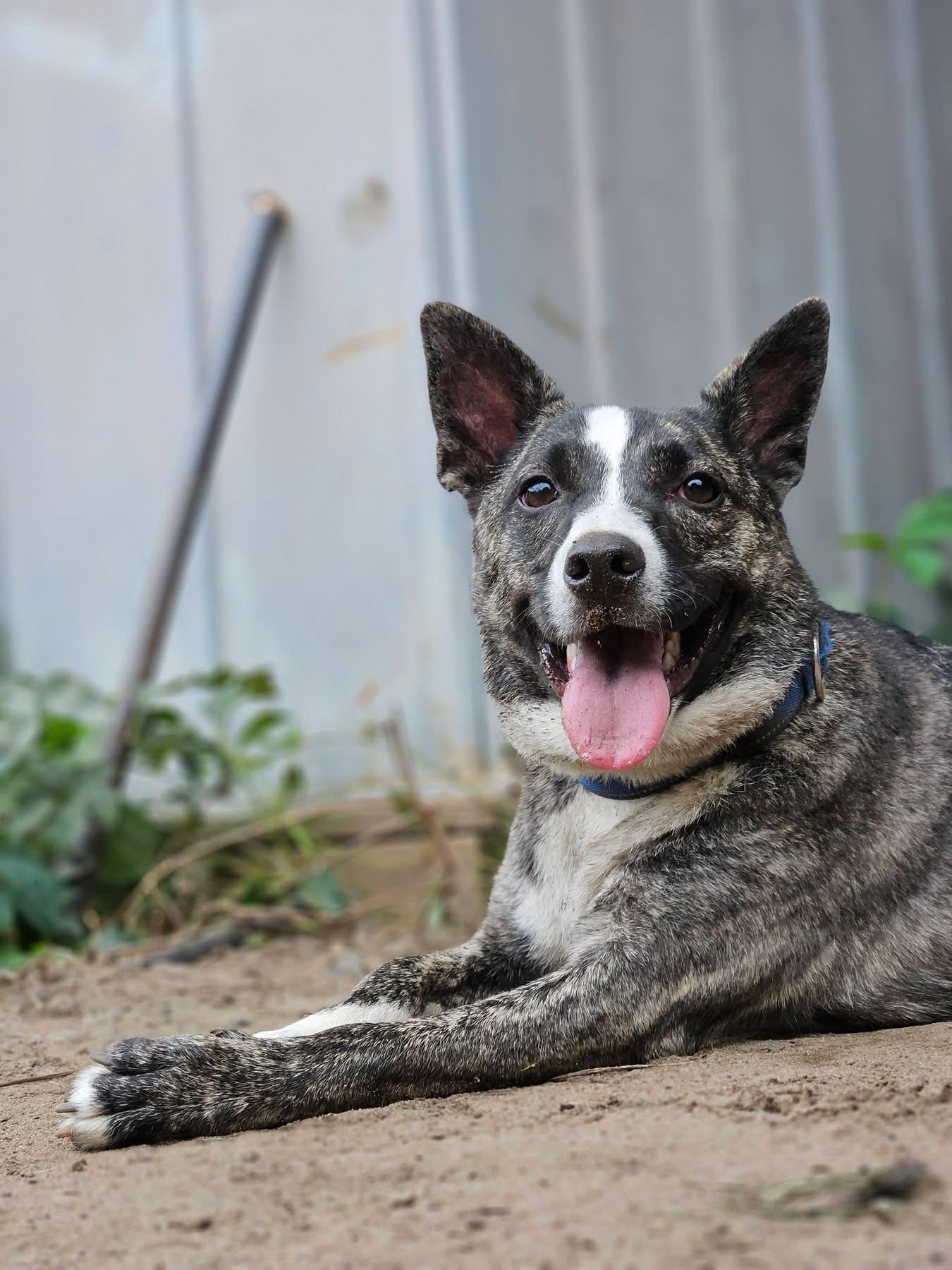 Indio (9 Months Old), Adoptable, Young Male Mixed Breed.