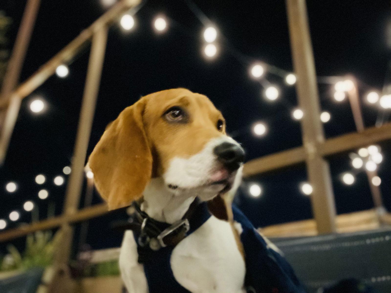 Pickles - Adopted 8-25-24, Adopted, Young Male Beagle.