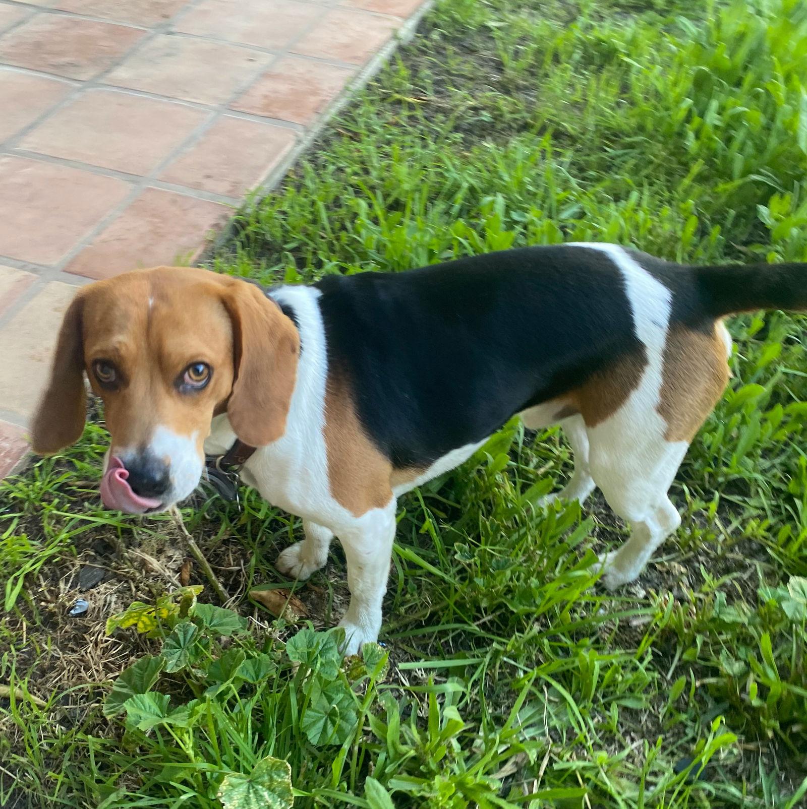 Enlarge Pickles - Adopted 8-25-24, a Adopted Beagle in Apple Valley, CA image 2/3