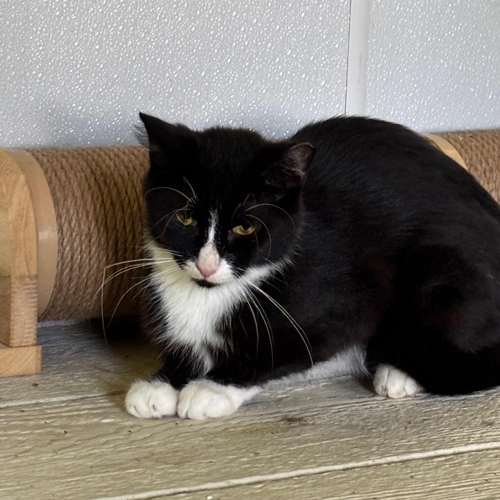 Mittens - WC, Adoptable, Young Female Domestic Short Hair.
