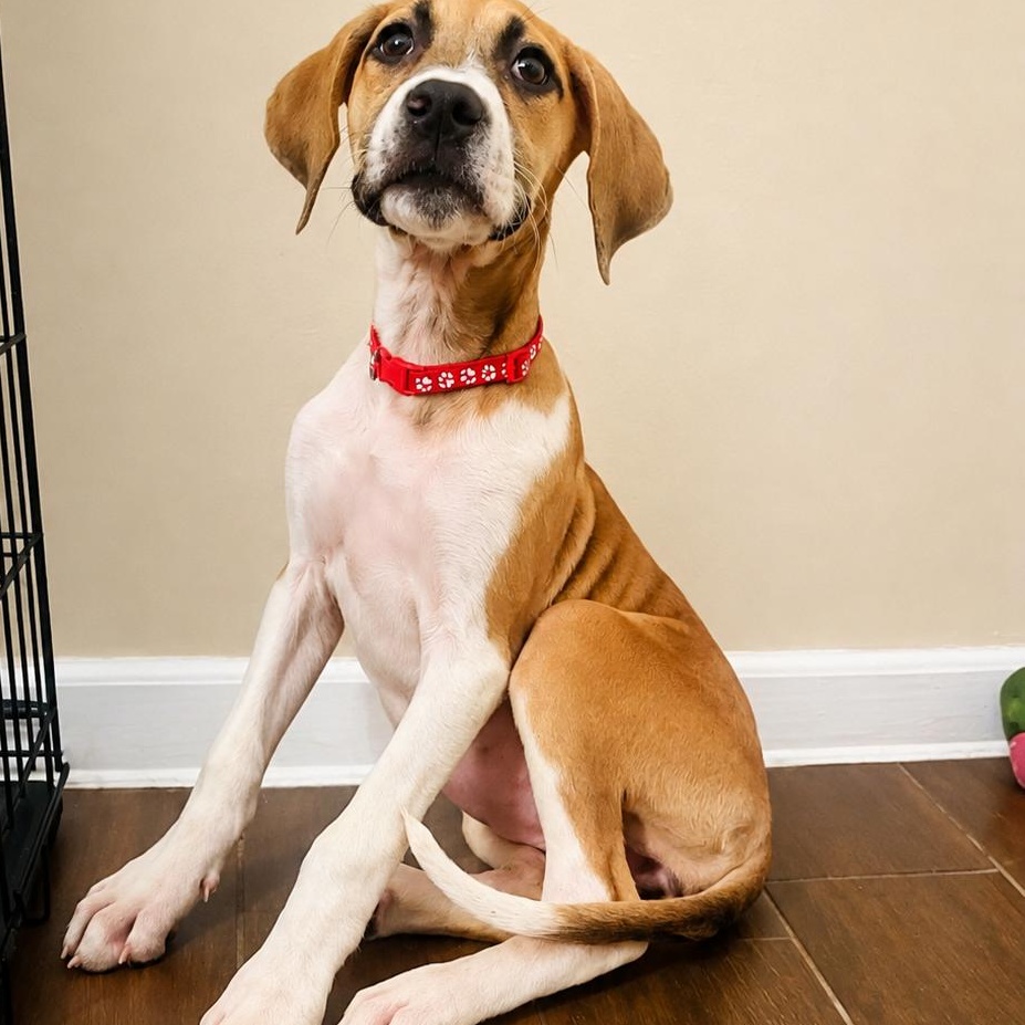 Enlarge Cora, a Adopted mixed breed in Houston, TX image 5/5