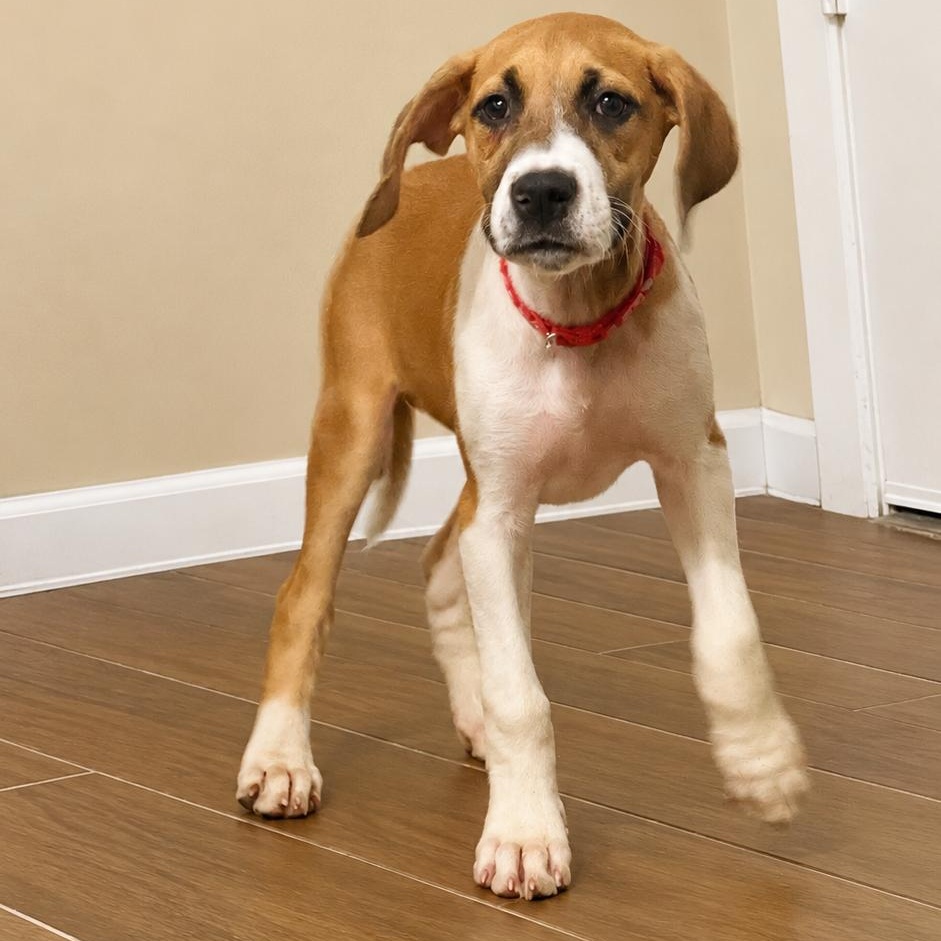 Enlarge Cora, a Adopted mixed breed in Houston, TX image 1/5