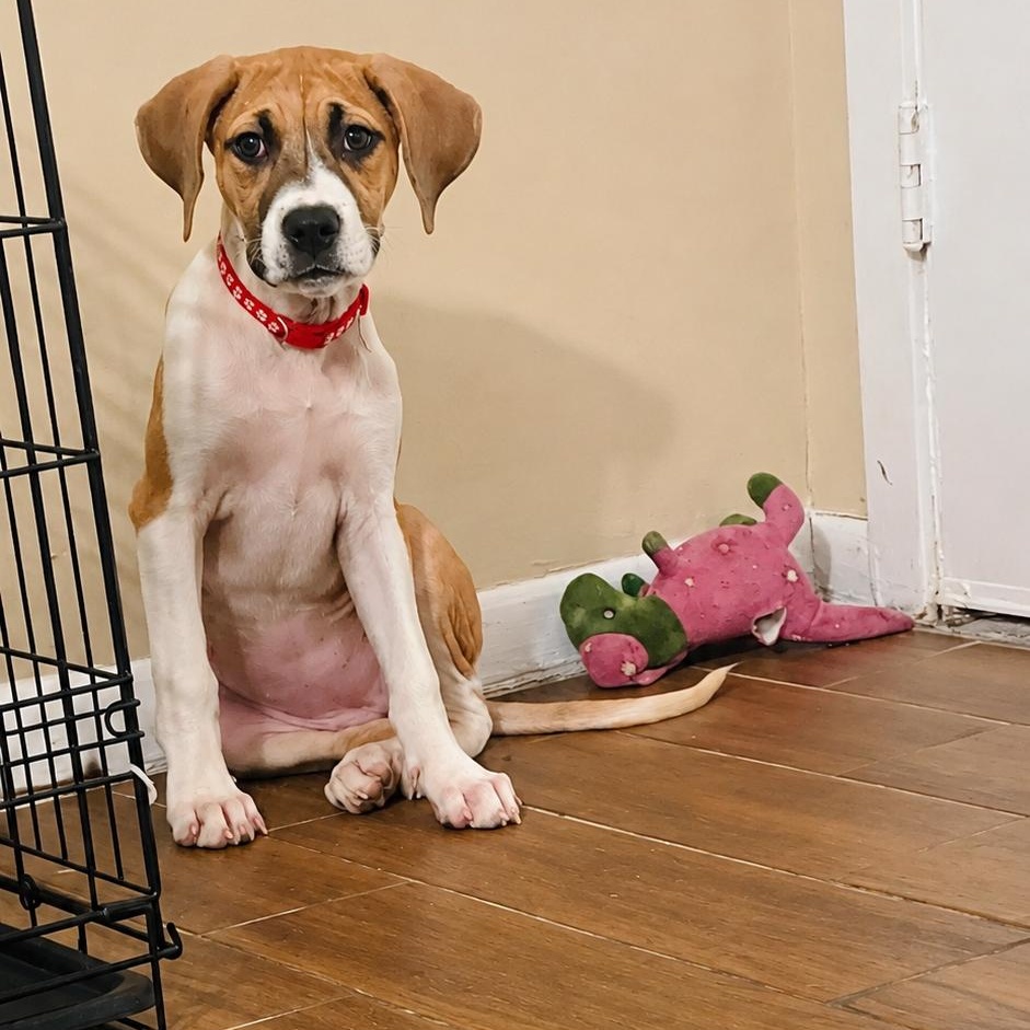 Enlarge Cora, a Adopted mixed breed in Houston, TX image 2/5