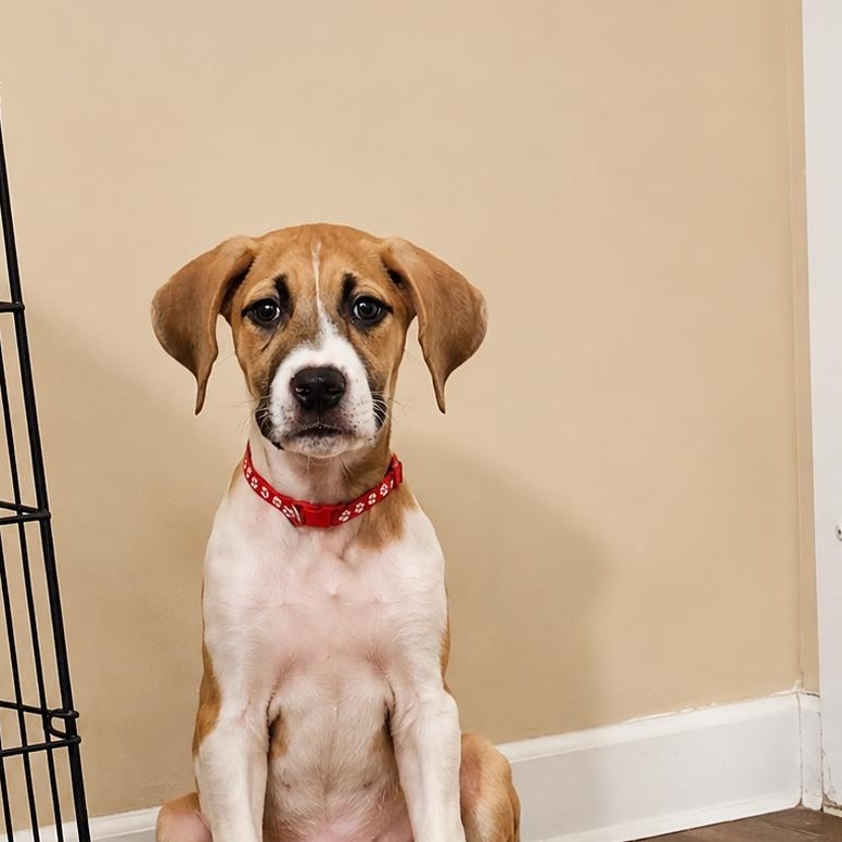 Enlarge Cora, a Adopted mixed breed in Houston, TX image 3/5