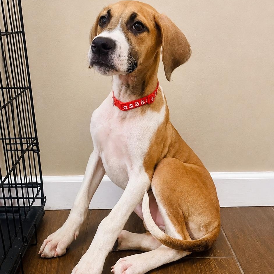 Enlarge Cora, a Adopted mixed breed in Houston, TX image 4/5