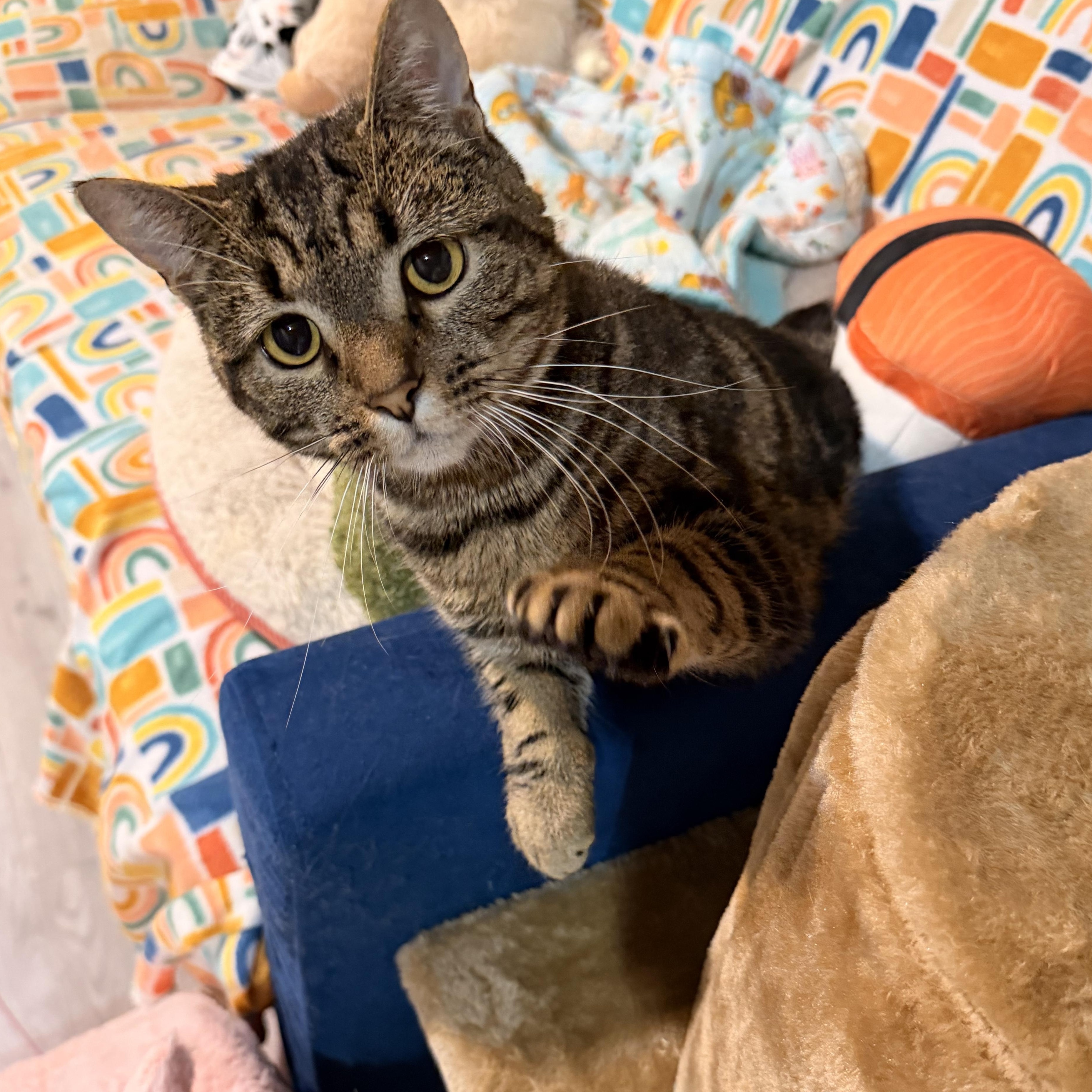 Bellatrix, a Adoptable Domestic Short Hair in Scranton, PA image 4/6