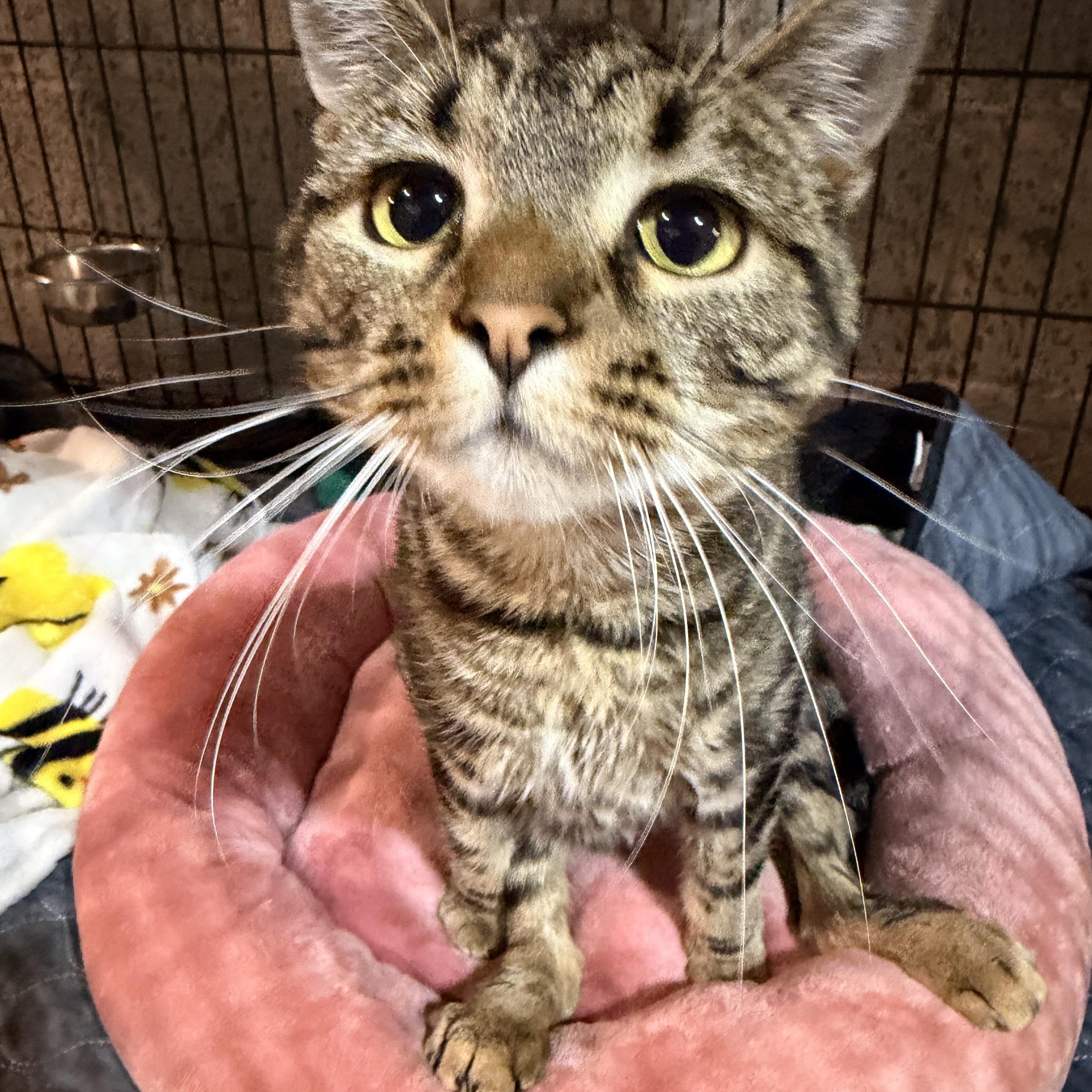 Bellatrix, a Adoptable Domestic Short Hair in Scranton, PA image 6/6