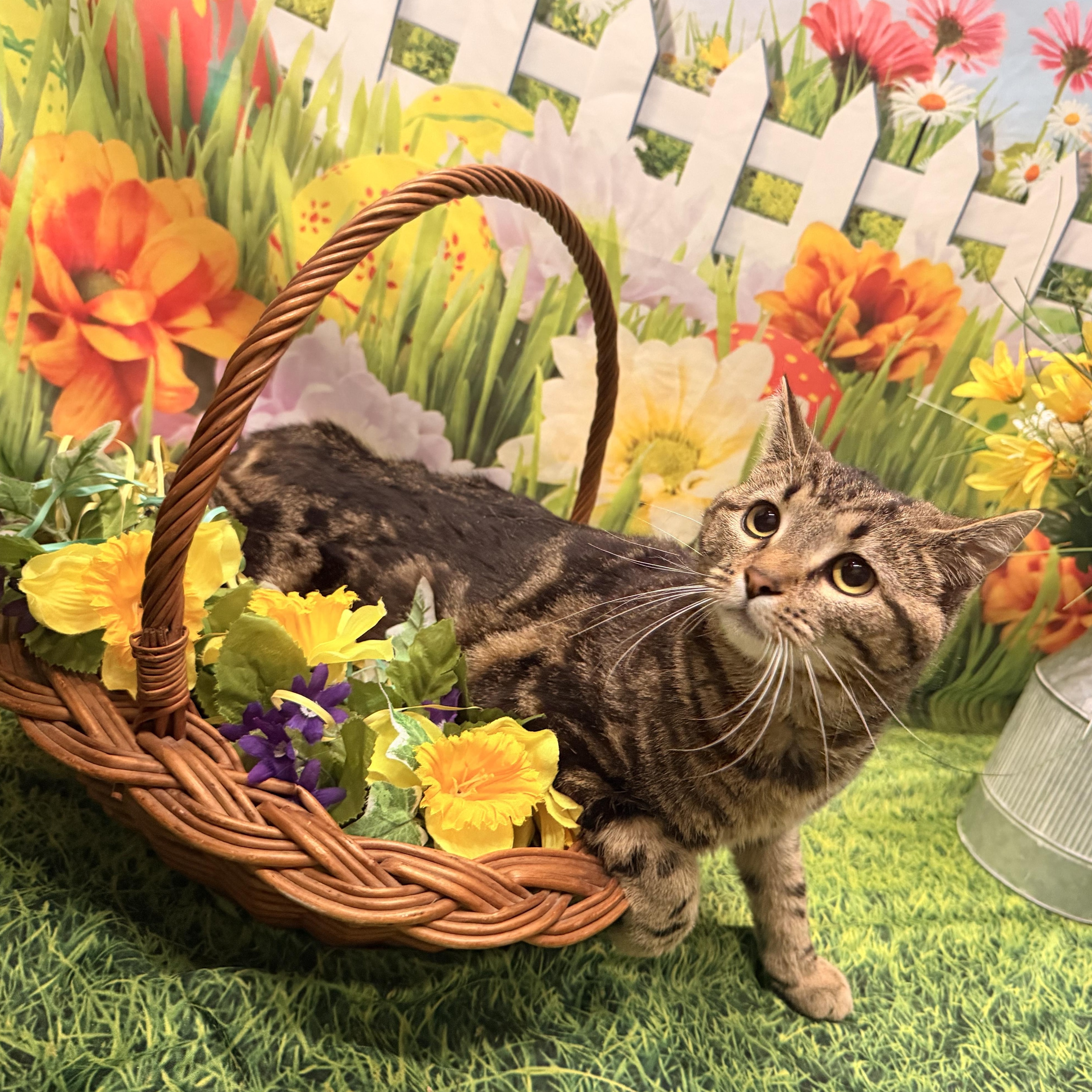 Bellatrix, Adoptable, Young Female Domestic Short Hair.