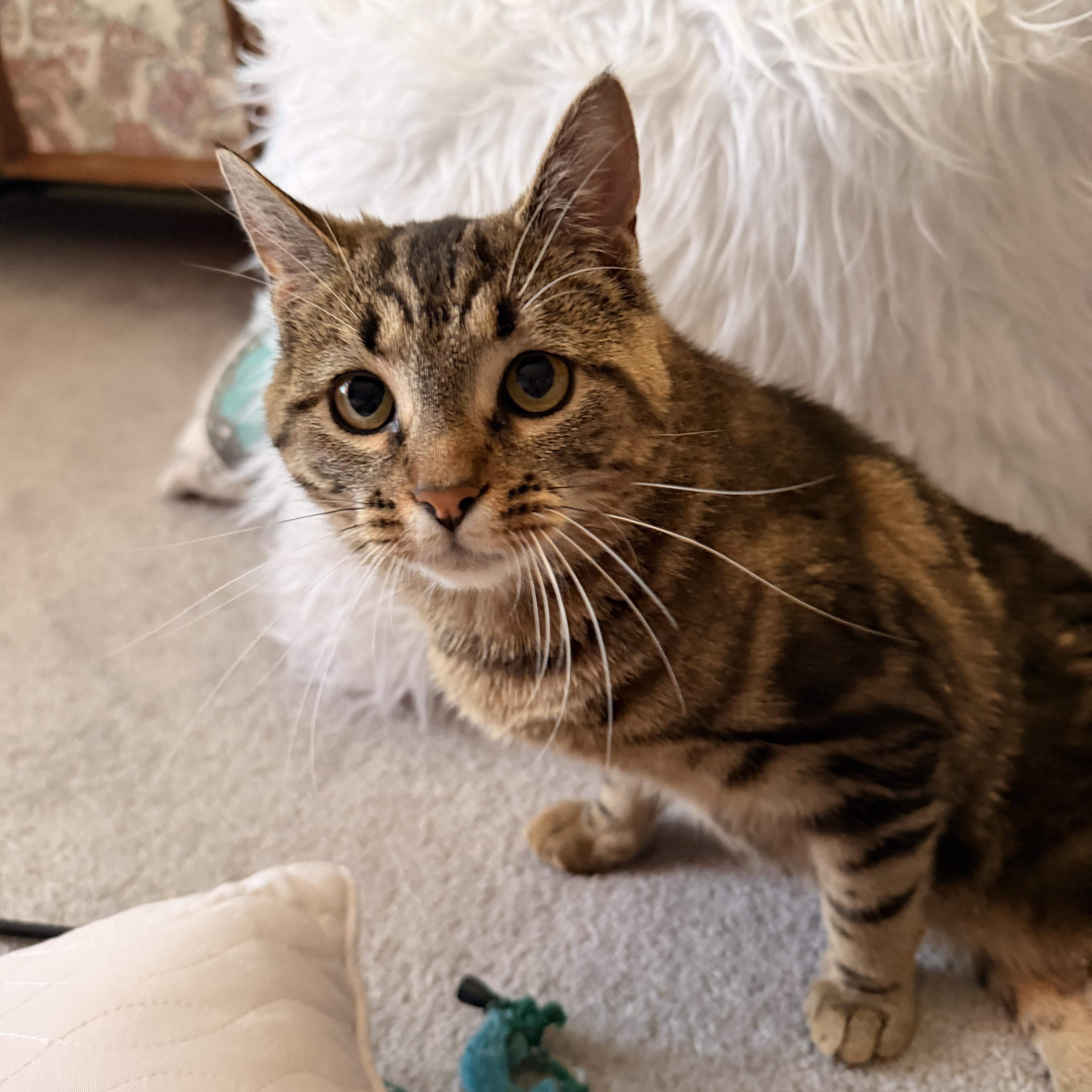Bellatrix, a Adoptable Domestic Short Hair in Scranton, PA image 3/6