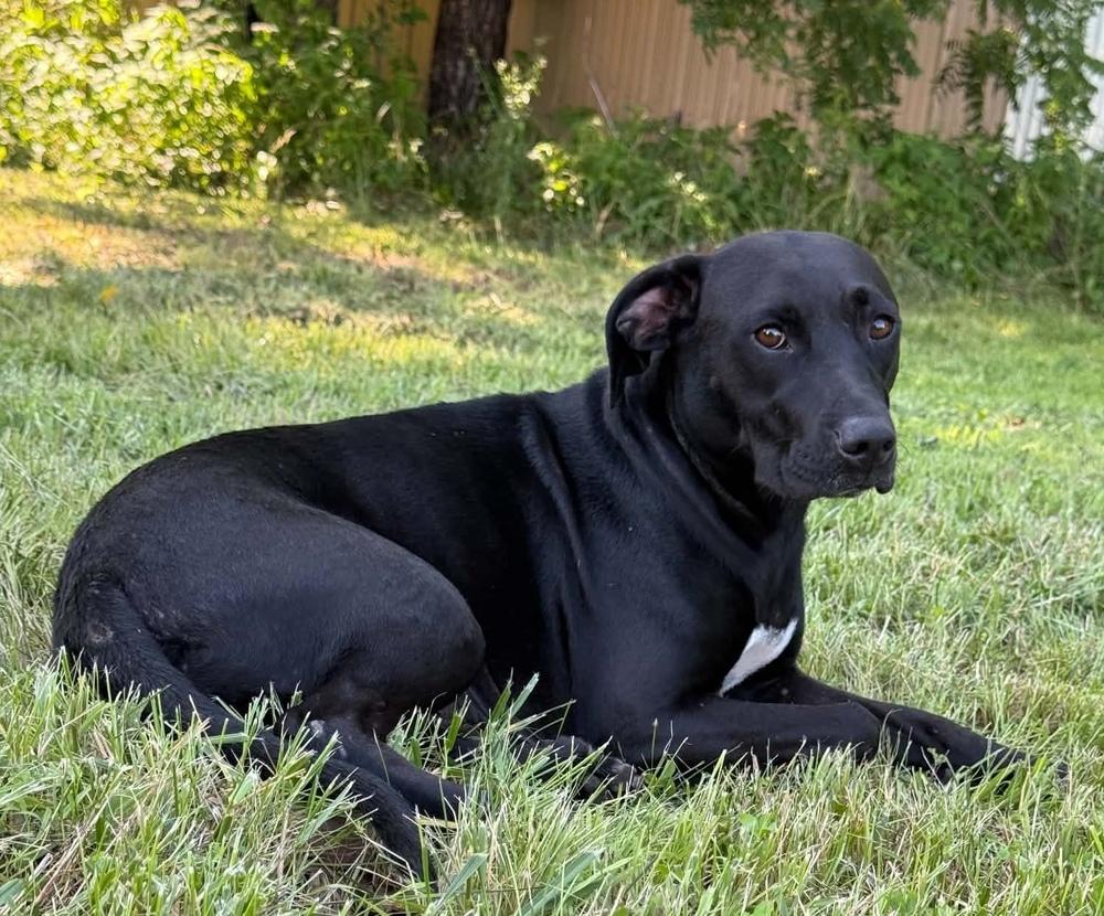 Bessie, Adoptable, Adult Female Labrador Retriever.