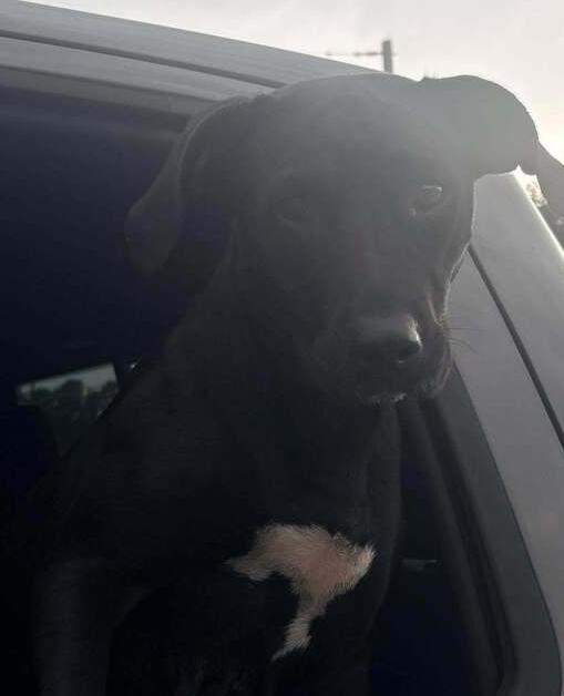 Bessie, a Adoptable mixed breed in Bolivar, MO image 2/2
