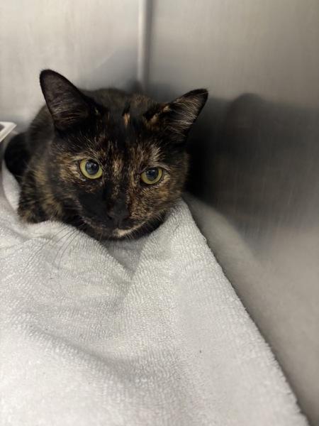 Enlarge Pearl, a Adoptable mixed breed in Canton, GA image 1/1