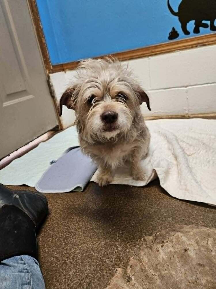 Enlarge Diamond, a Adoptable mixed breed in Deerfield, WI image 1/1