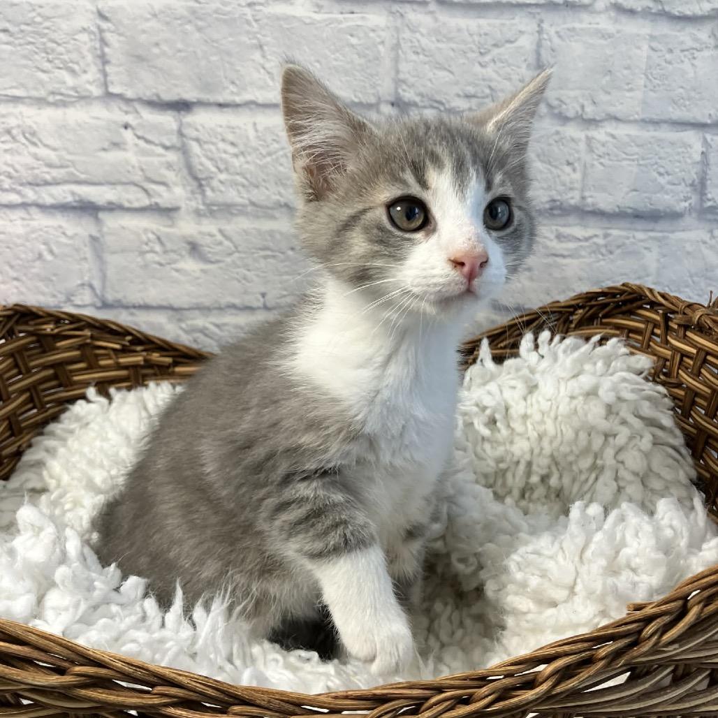 Galway, Adoptable, Kitten Male Domestic Medium Hair.