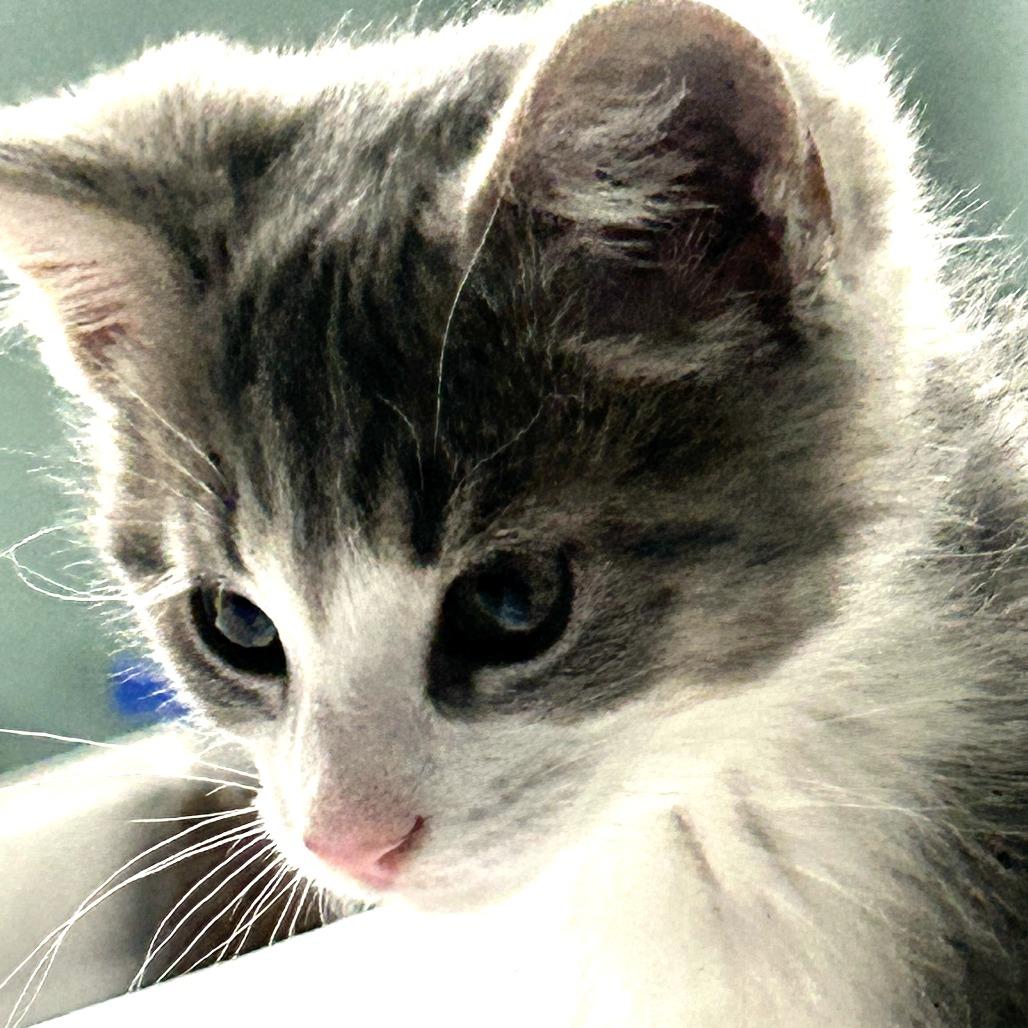 Enlarge Galway, a Adoptable Domestic Medium Hair in Harrisonburg, VA image 2/6