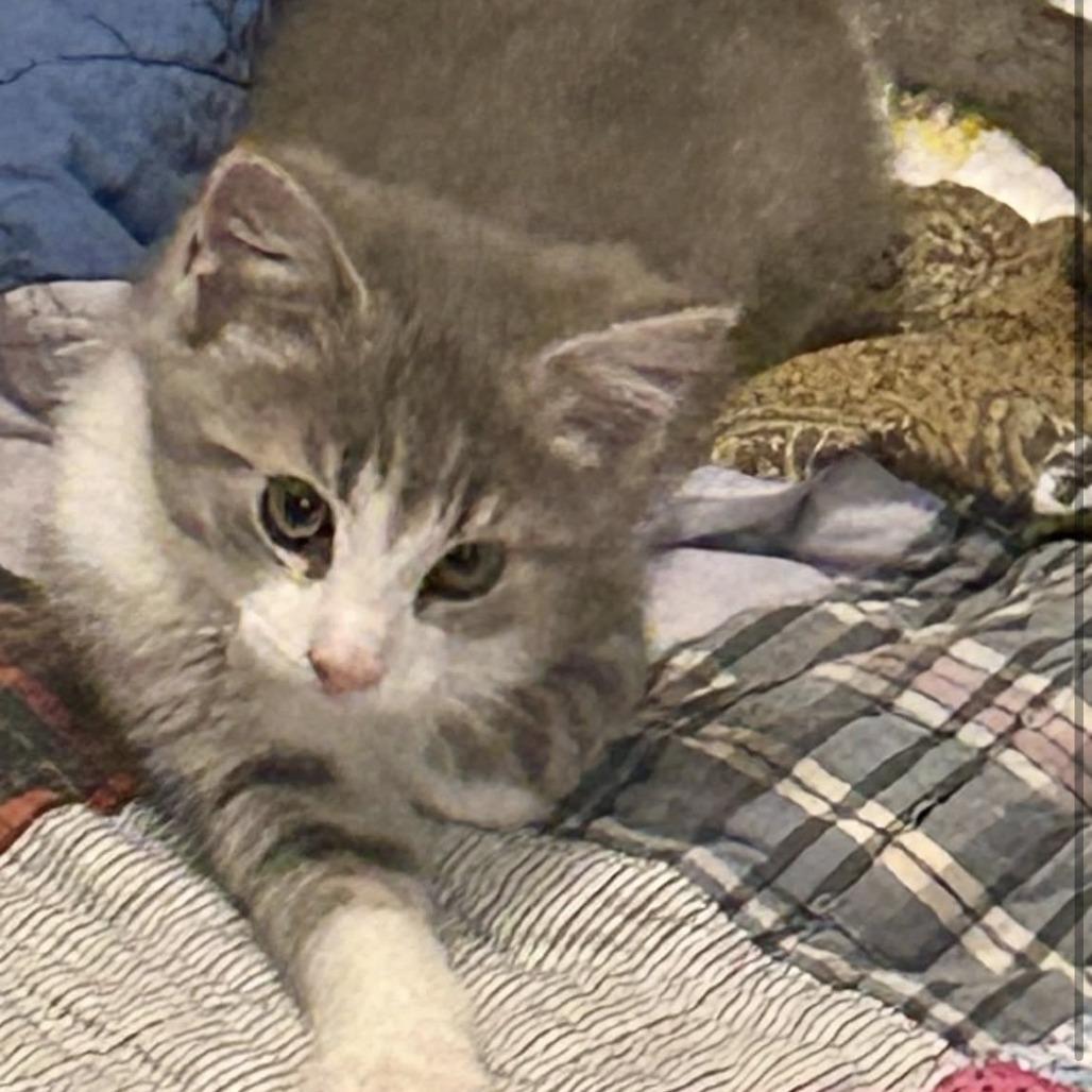 Enlarge Galway, a Adoptable Domestic Medium Hair in Harrisonburg, VA image 3/6