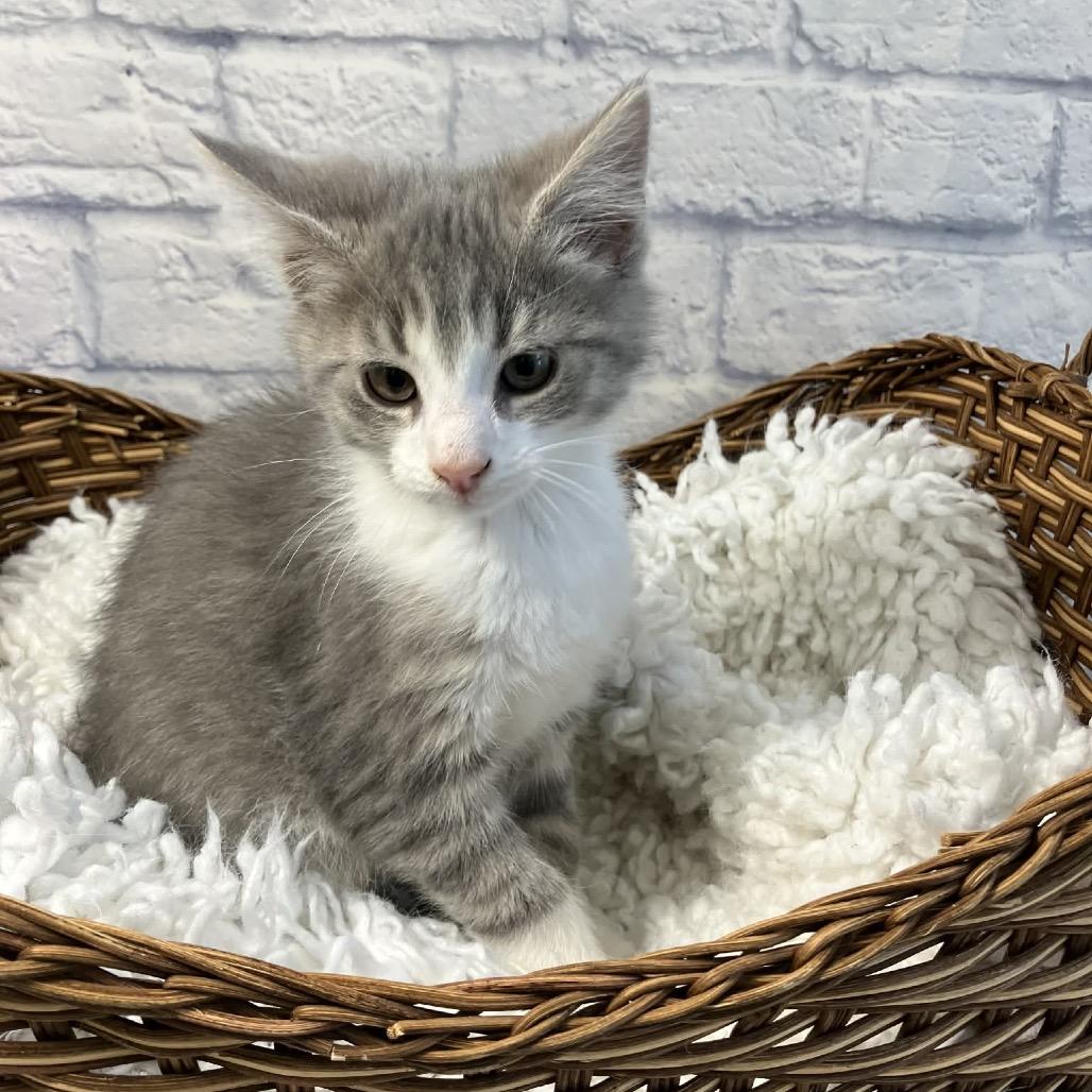Enlarge Galway, a Adoptable Domestic Medium Hair in Harrisonburg, VA image 4/6