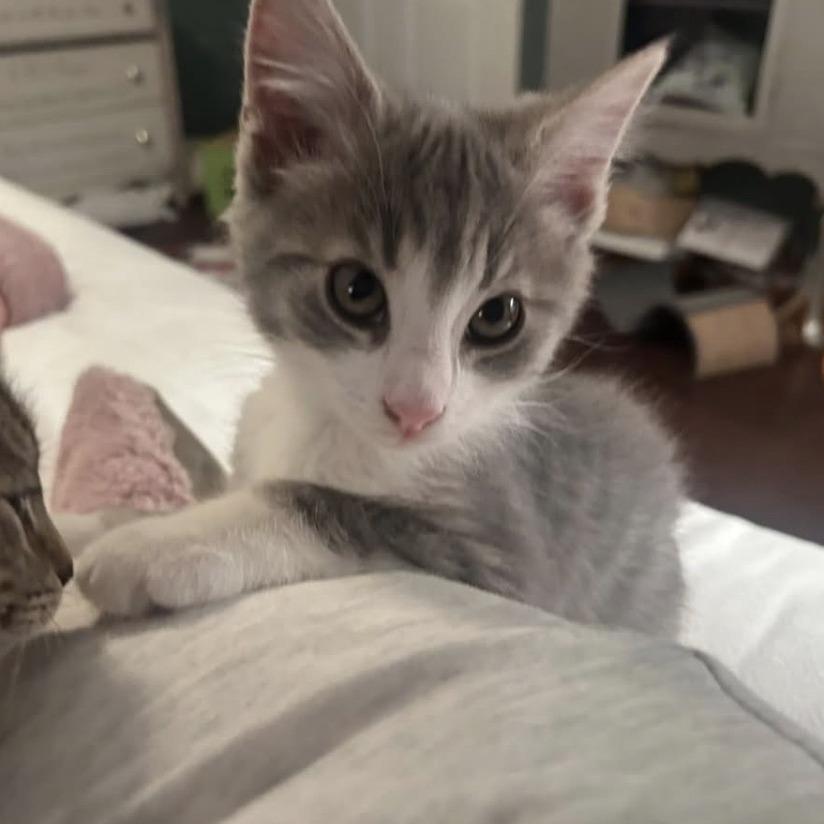 Enlarge Galway, a Adoptable Domestic Medium Hair in Harrisonburg, VA image 6/6