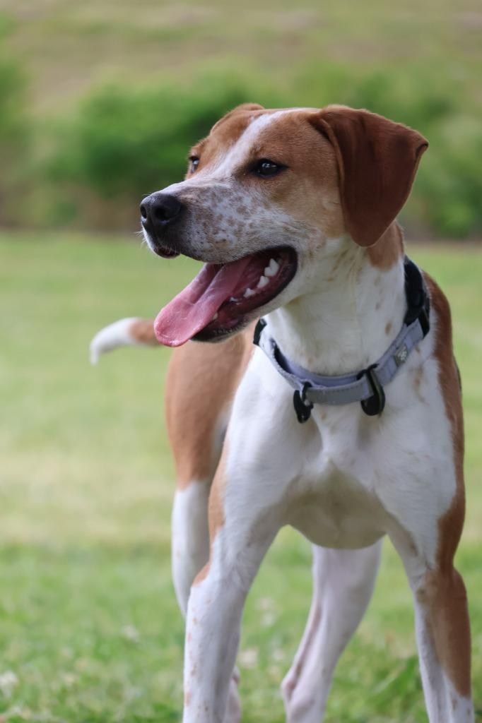 Eclair, Adoptable, Puppy Male Mixed Breed.
