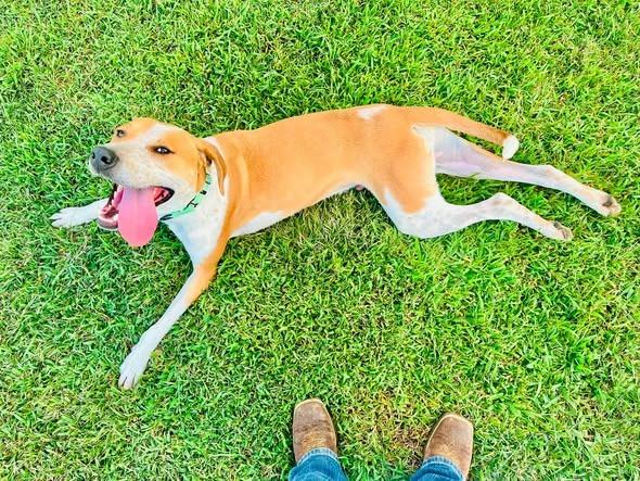 Enlarge Eclair, a Adoptable mixed breed in Columbia, TN image 1/5