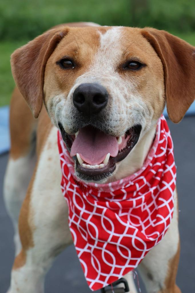 Enlarge Eclair, a Adoptable mixed breed in Columbia, TN image 2/5