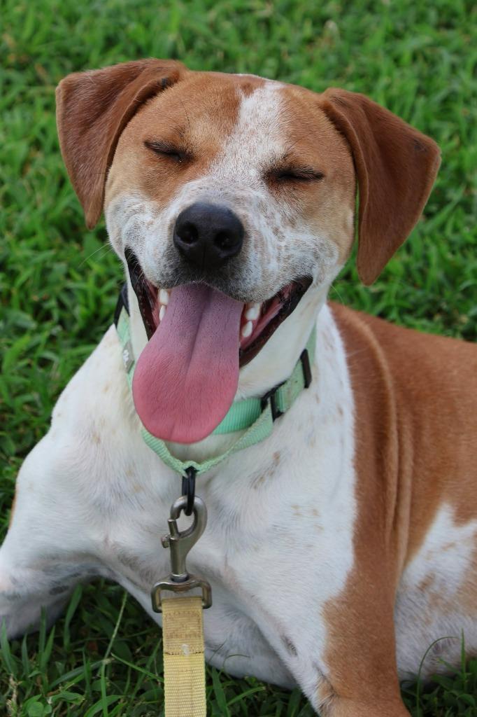 Enlarge Eclair, a Adoptable mixed breed in Columbia, TN image 3/5
