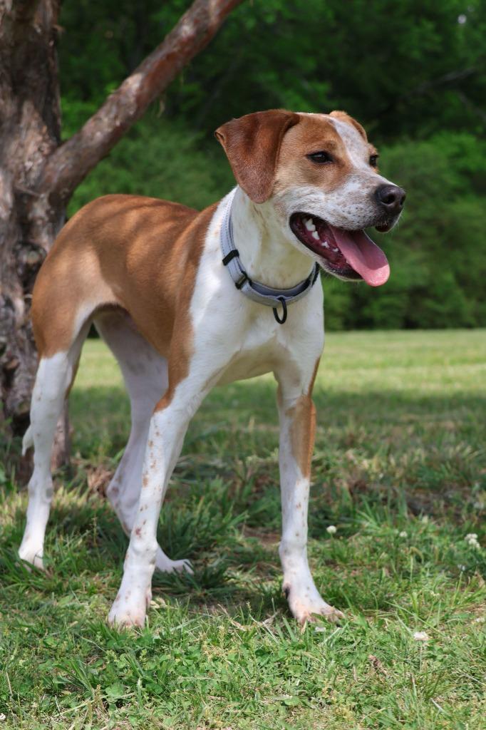 Enlarge Eclair, a Adoptable mixed breed in Columbia, TN image 5/5