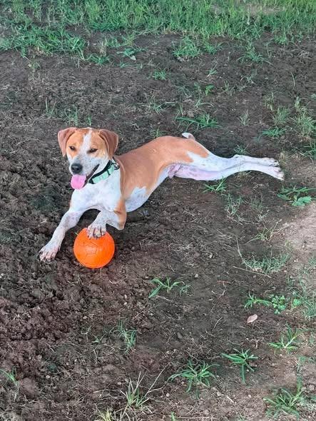 Enlarge Eclair, a Adoptable mixed breed in Columbia, TN image 4/5