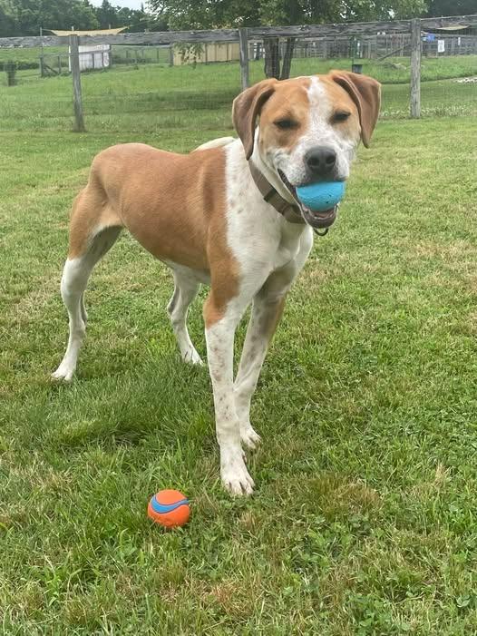 Enlarge Eclair, a Adoptable mixed breed in Columbia, TN image 5/5