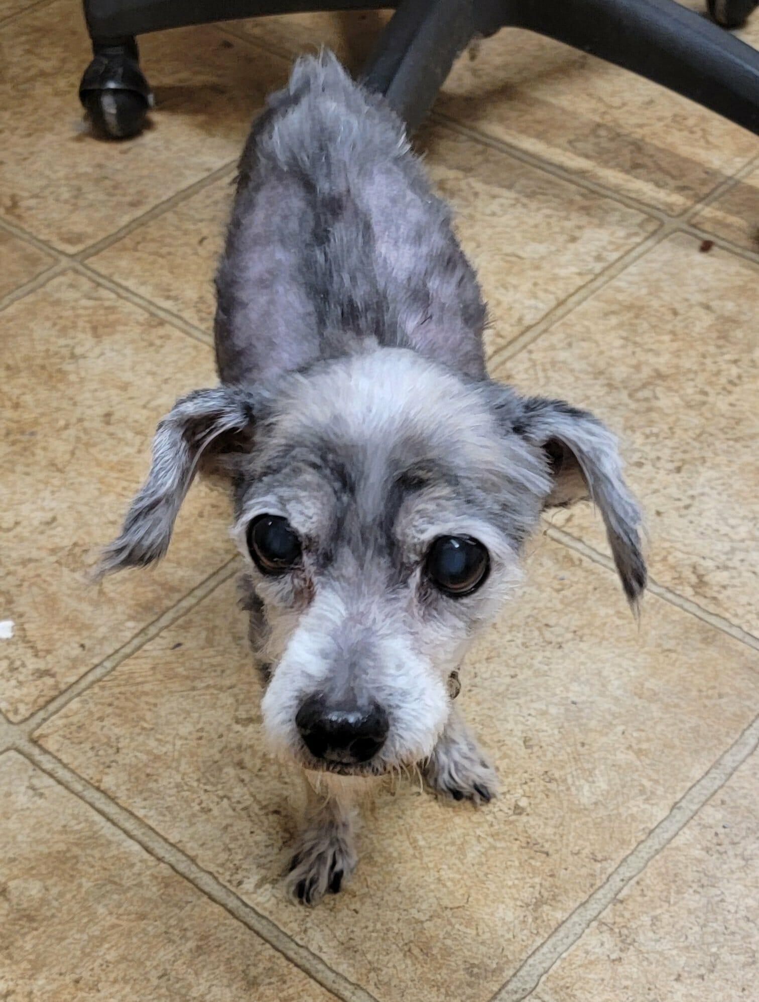 Biscuit, ADOPTABLE, Senior Male Yorkshire Terrier & Schnauzer.