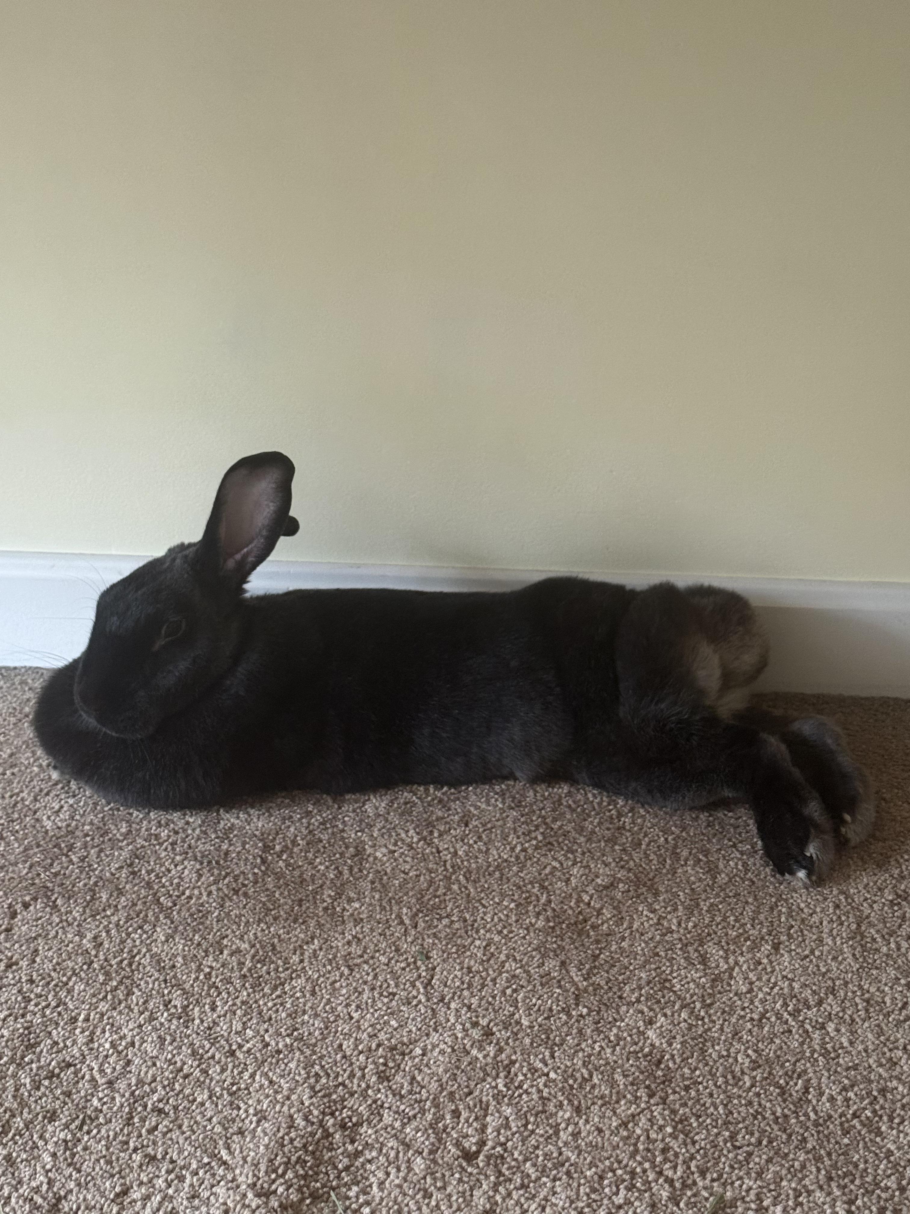 Enlarge Hildegard, a ADOPTABLE mixed breed in Pittsburgh, PA image 2/6