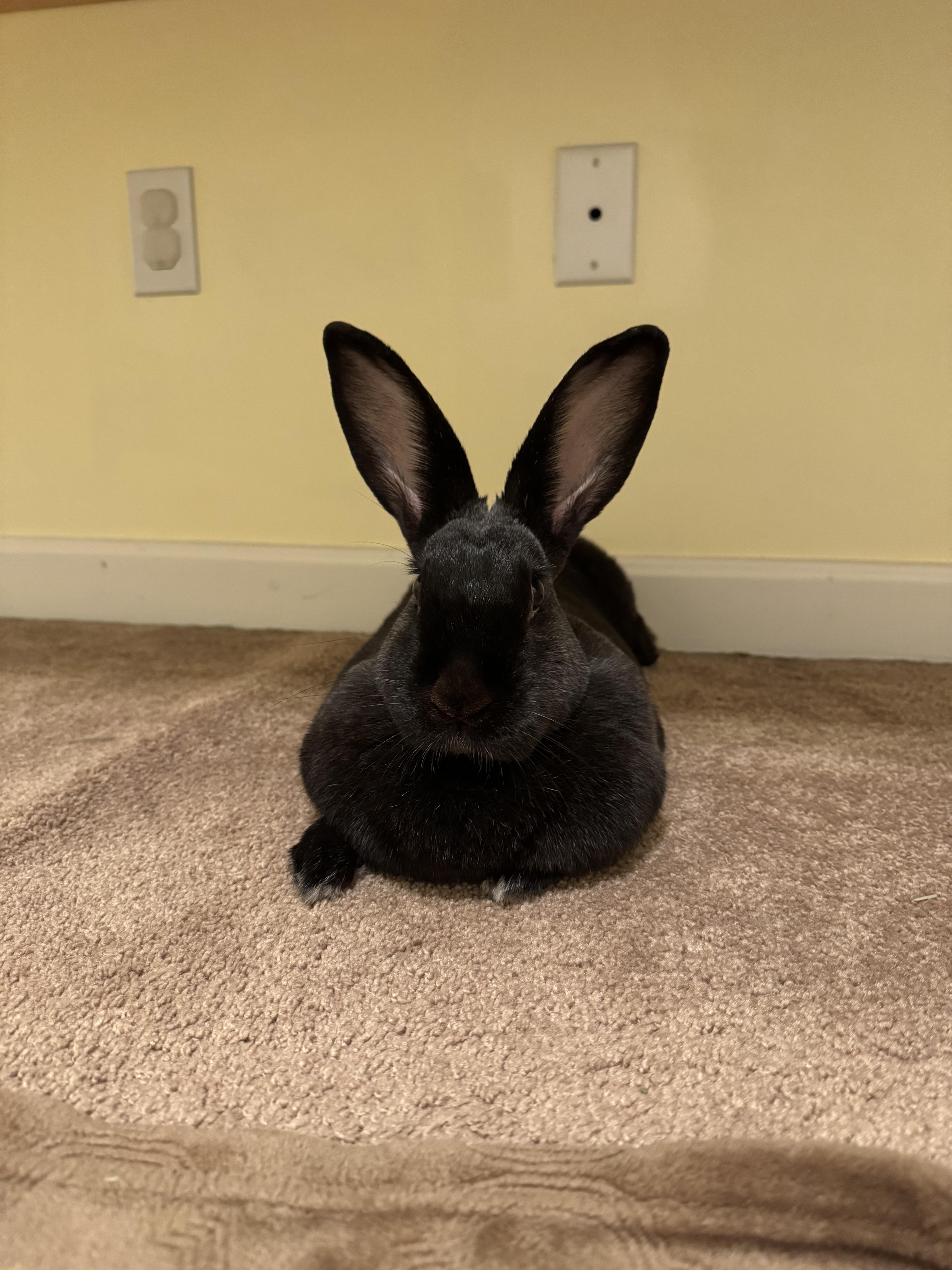 Hildegard, ADOPTABLE, Adult Female Flemish Giant & Beveren.