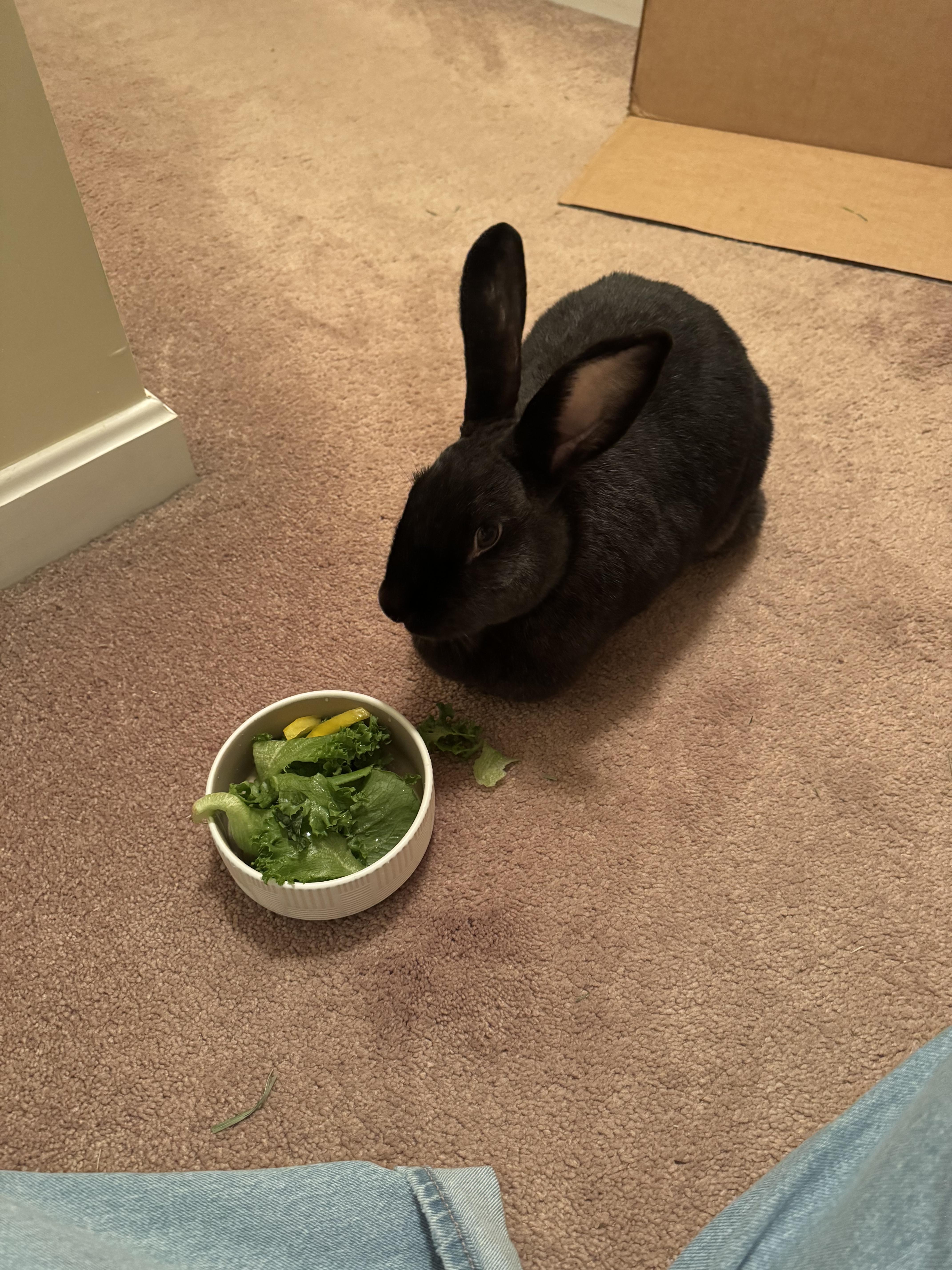 Enlarge Hildegard, a ADOPTABLE mixed breed in Pittsburgh, PA image 4/6