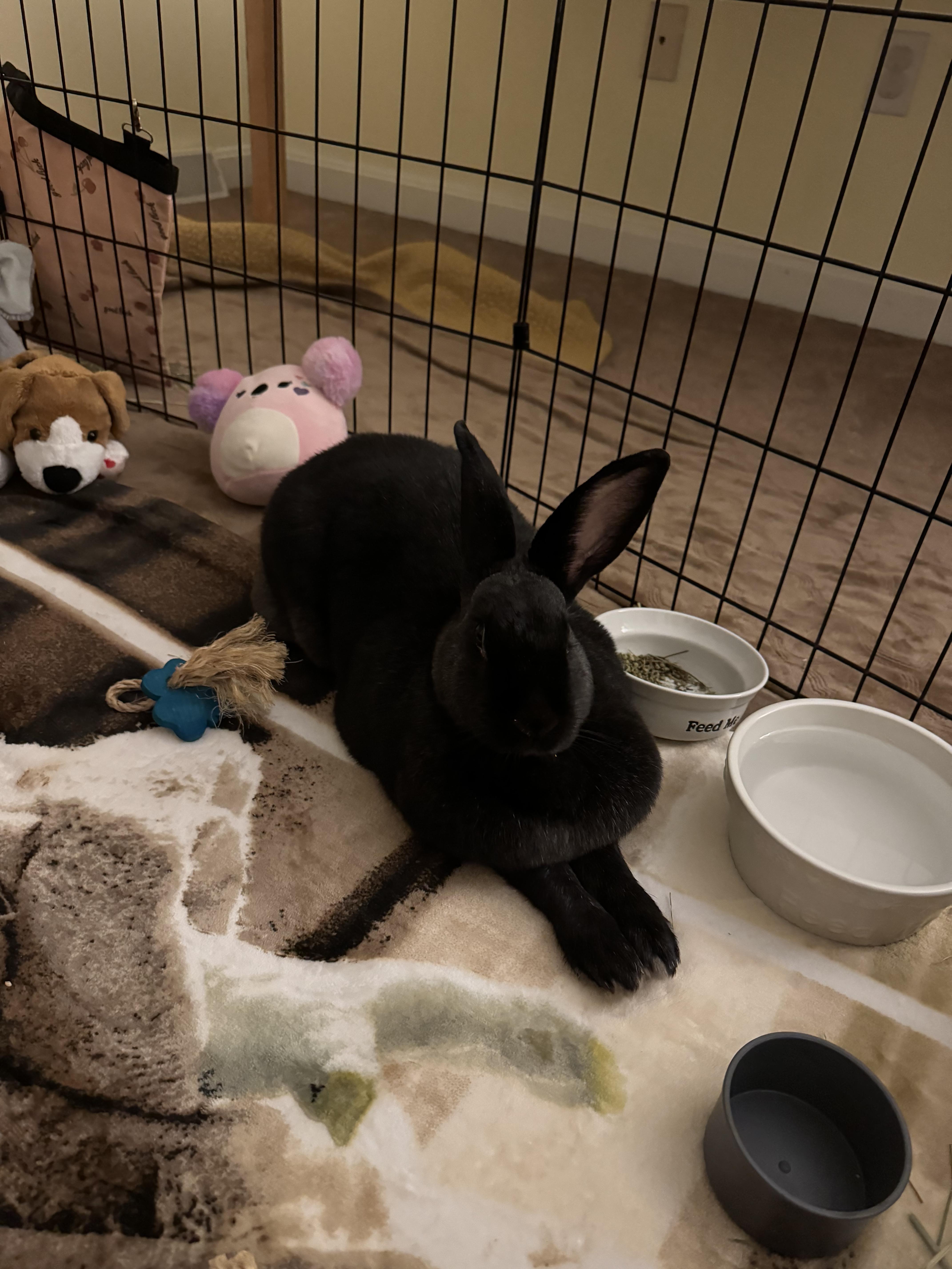 Enlarge Hildegard, a ADOPTABLE mixed breed in Pittsburgh, PA image 3/6