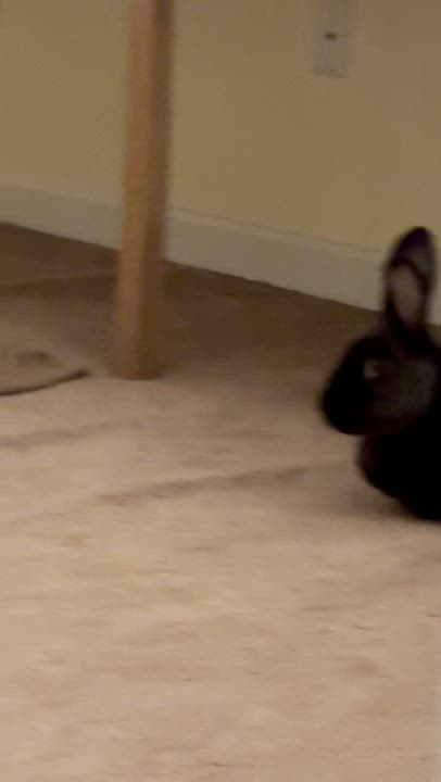 Enlarge Hildegard, a ADOPTABLE mixed breed in Pittsburgh, PA video 5/6