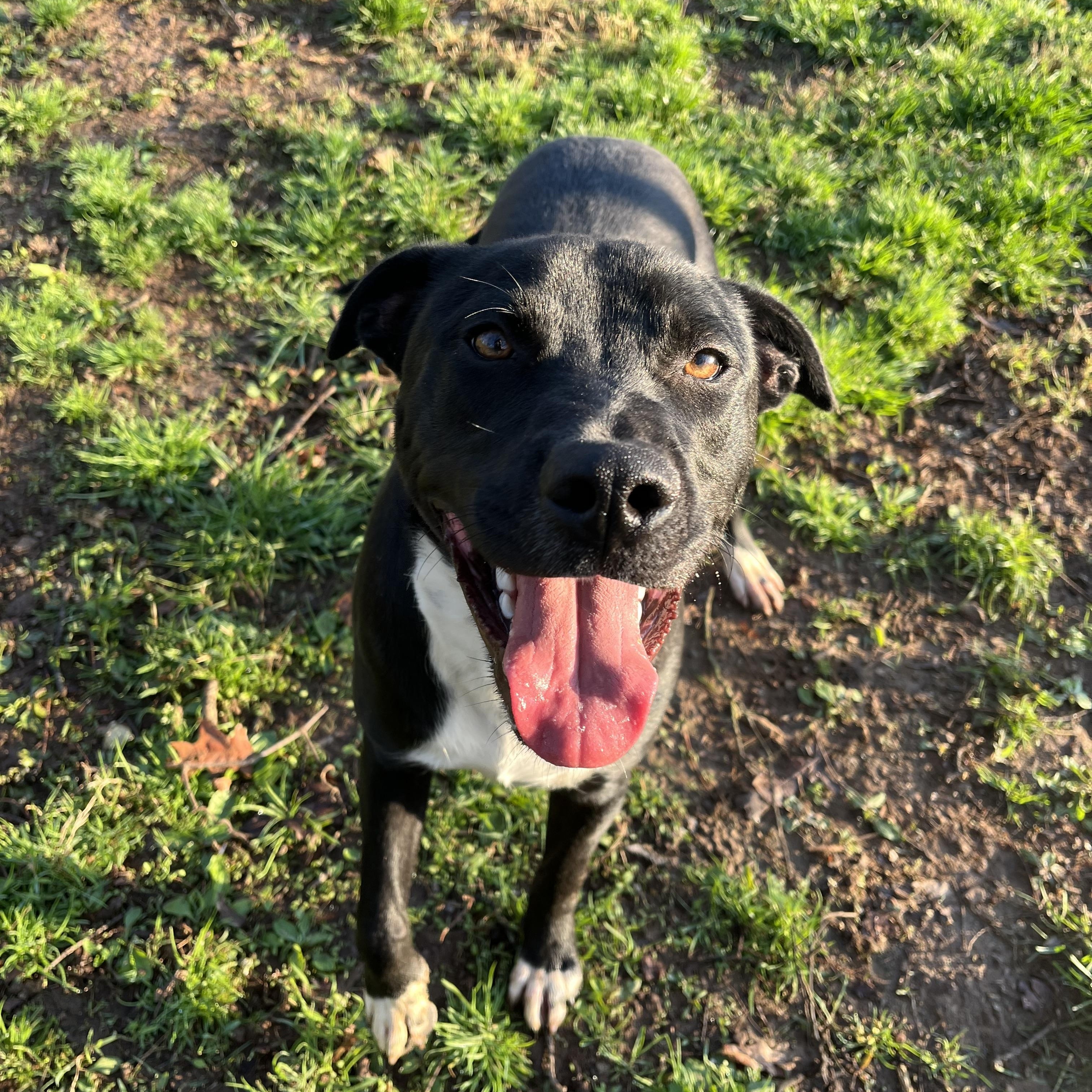 Enlarge Howie , a ADOPTABLE mixed breed in Loudon, TN image 3/3