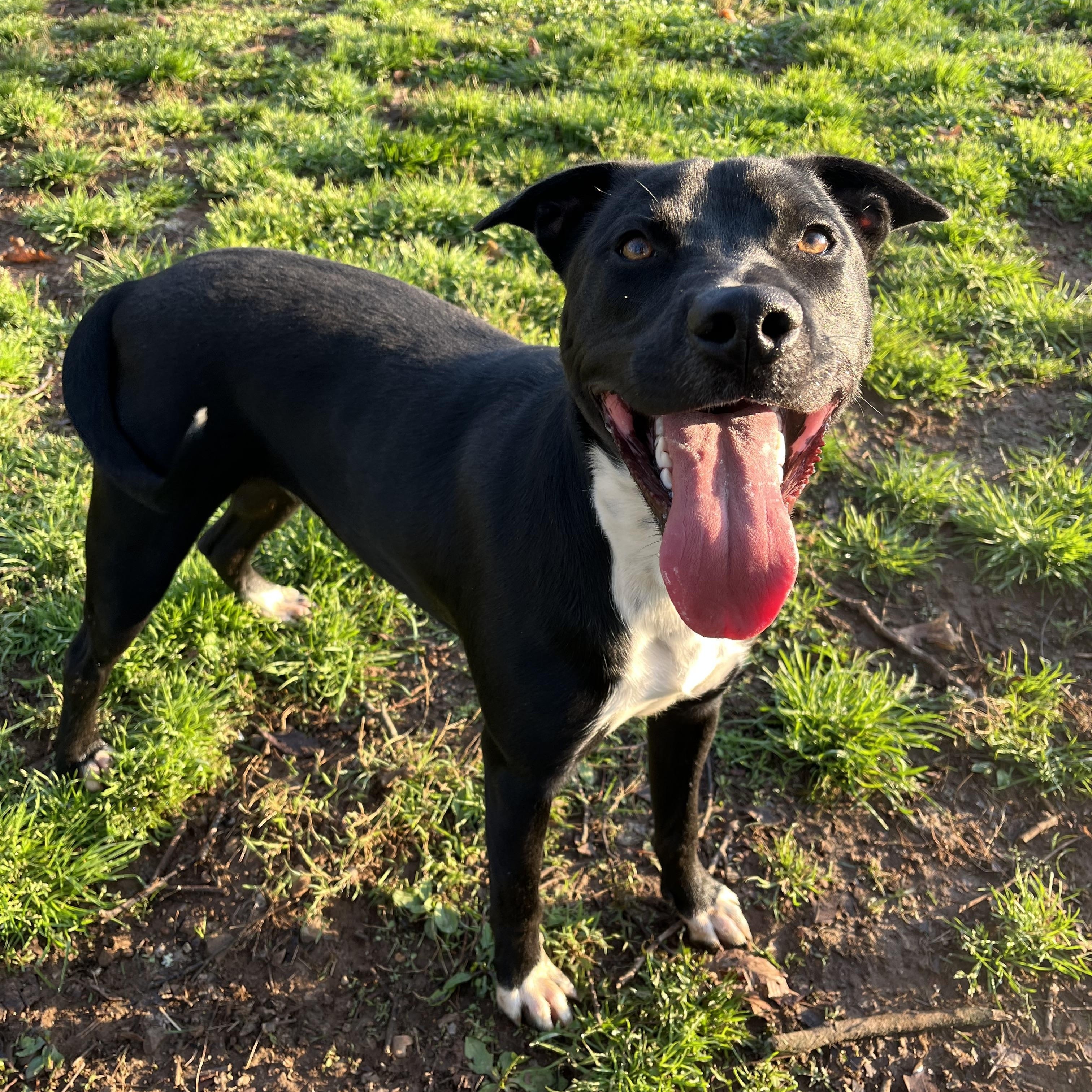 Enlarge Howie , a ADOPTABLE mixed breed in Loudon, TN image 1/3