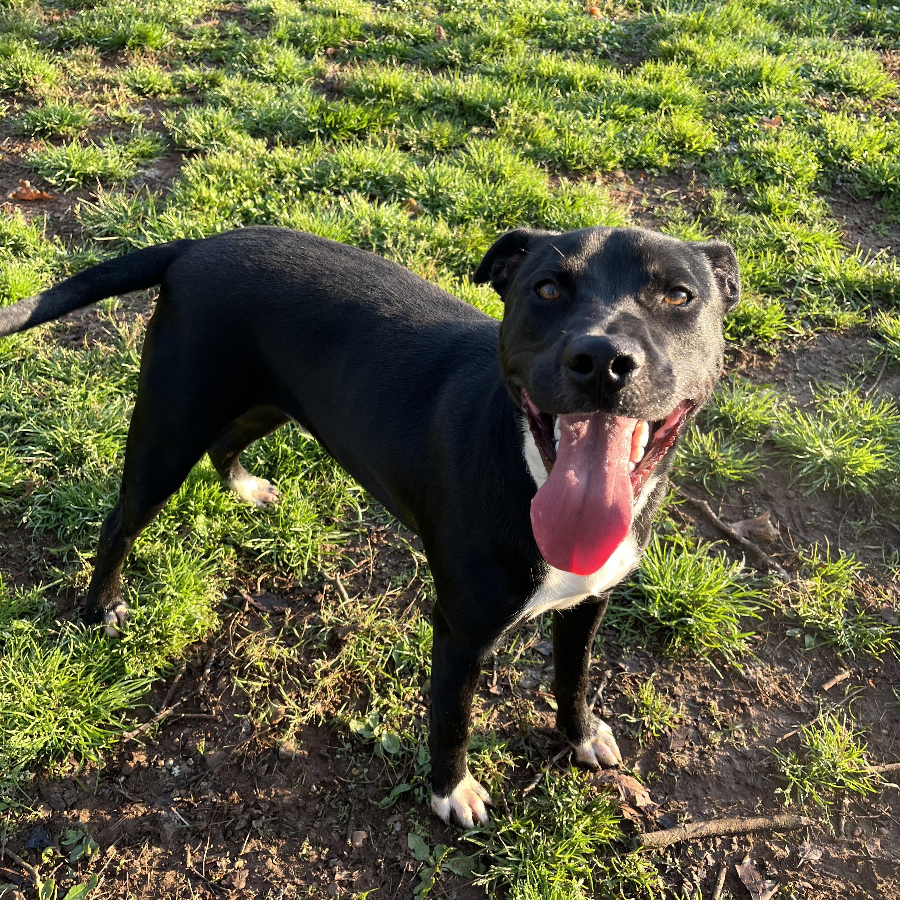 Enlarge Howie , a ADOPTABLE mixed breed in Loudon, TN image 2/3