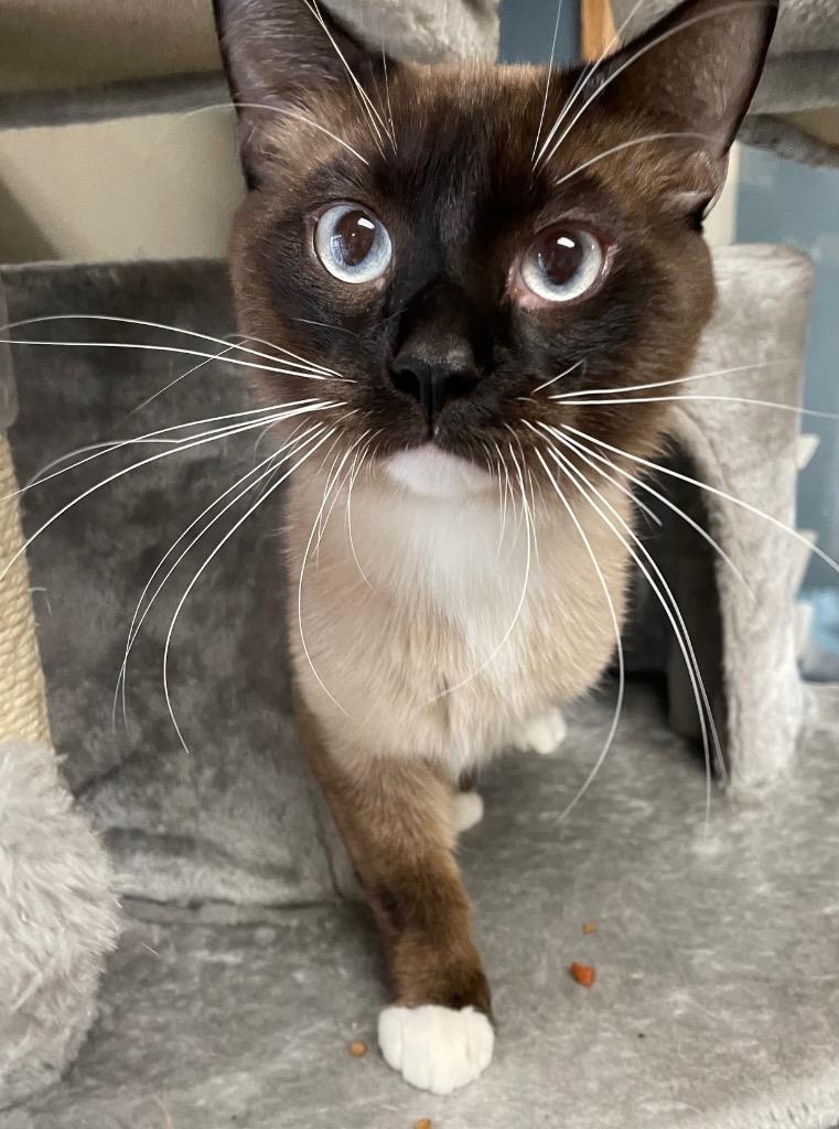 Mickey, Adopted, Young Male Domestic Short Hair.