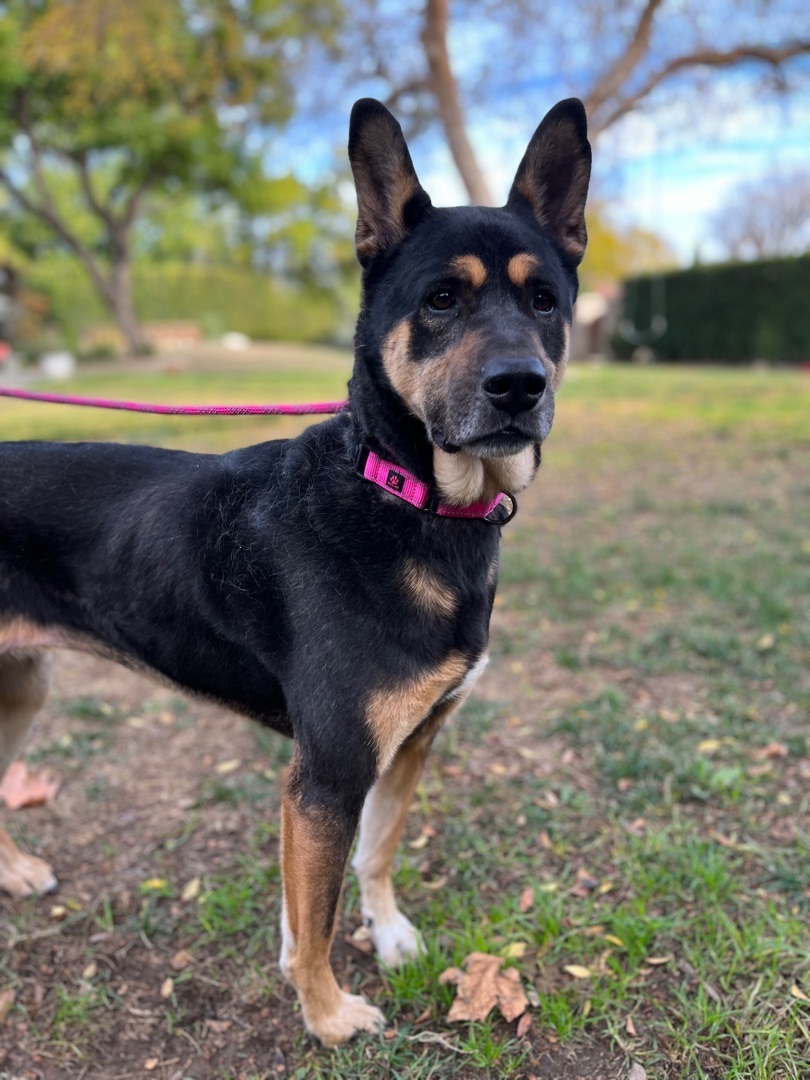 HARPER, a Adoptable mixed breed in San Marcos, CA image 1/4