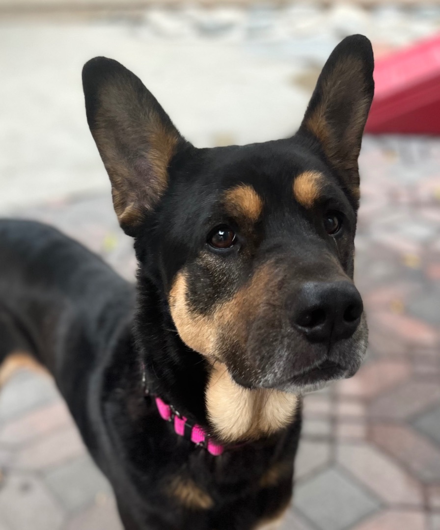 HARPER, a Adoptable mixed breed in San Marcos, CA image 2/4