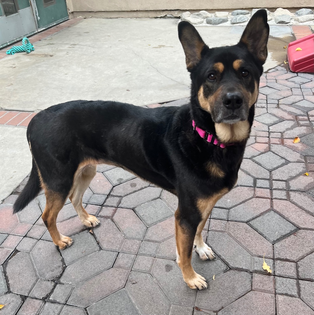 HARPER, a Adoptable mixed breed in San Marcos, CA image 4/4