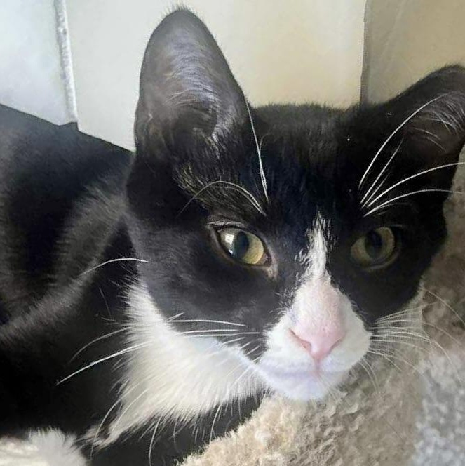 Sammi, a Adoptable mixed breed in Chicago, IL image 3/6