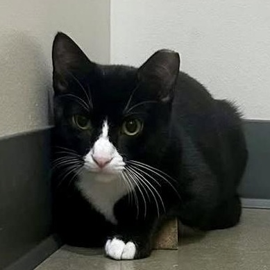 Sammi, a Adoptable mixed breed in Chicago, IL image 4/6