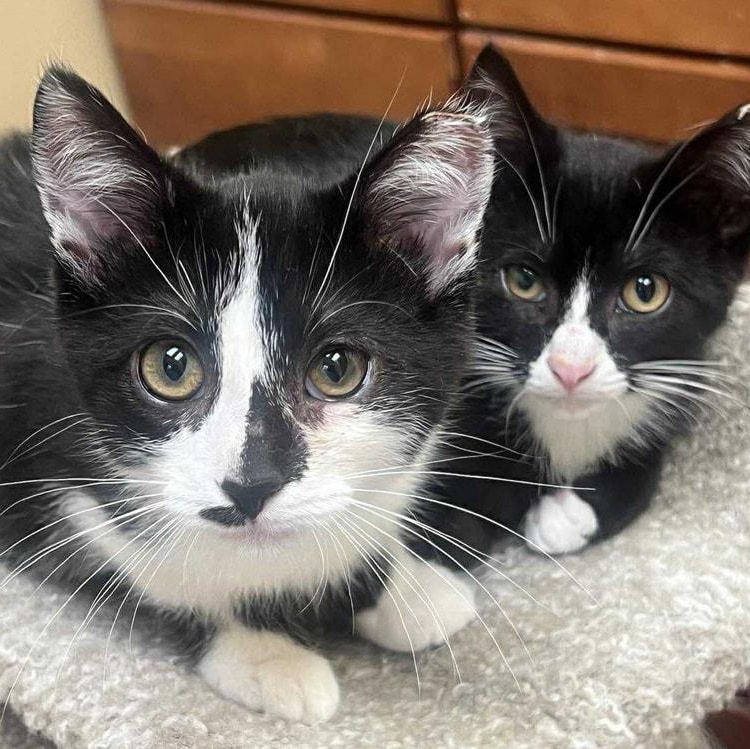 Sammi, a Adoptable mixed breed in Chicago, IL image 5/6