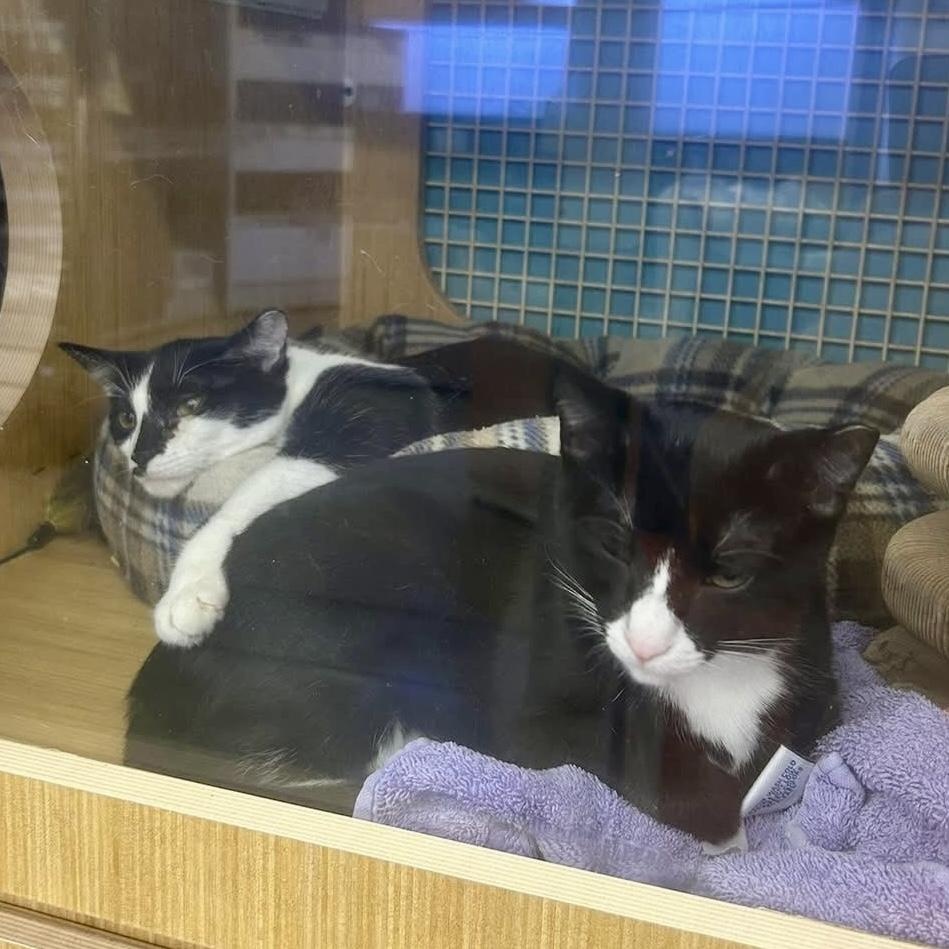 Sammi, a Adoptable mixed breed in Chicago, IL image 6/6