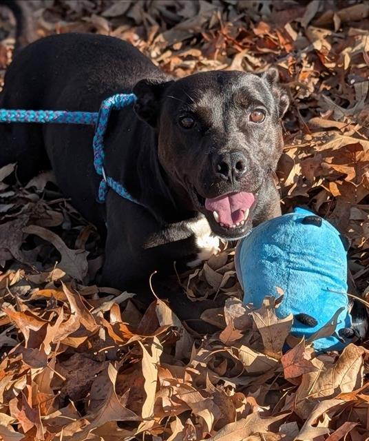 Enlarge KOA, a Adoptable mixed breed in Clyde, NC image 1/1