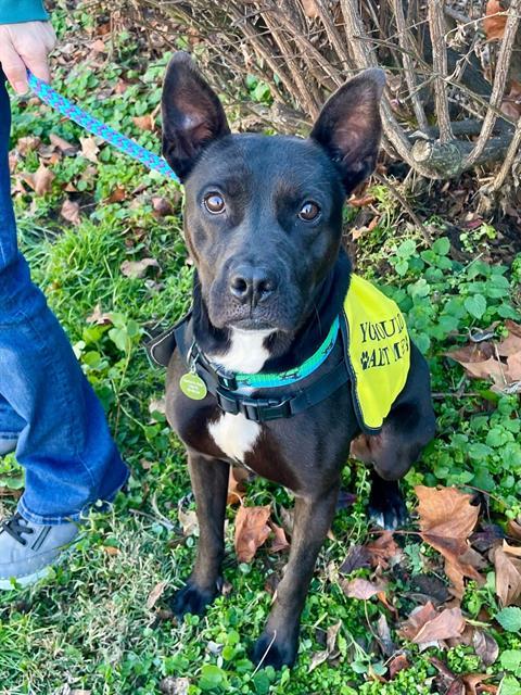 Enlarge KOA, a Adoptable mixed breed in Clyde, NC image 1/1