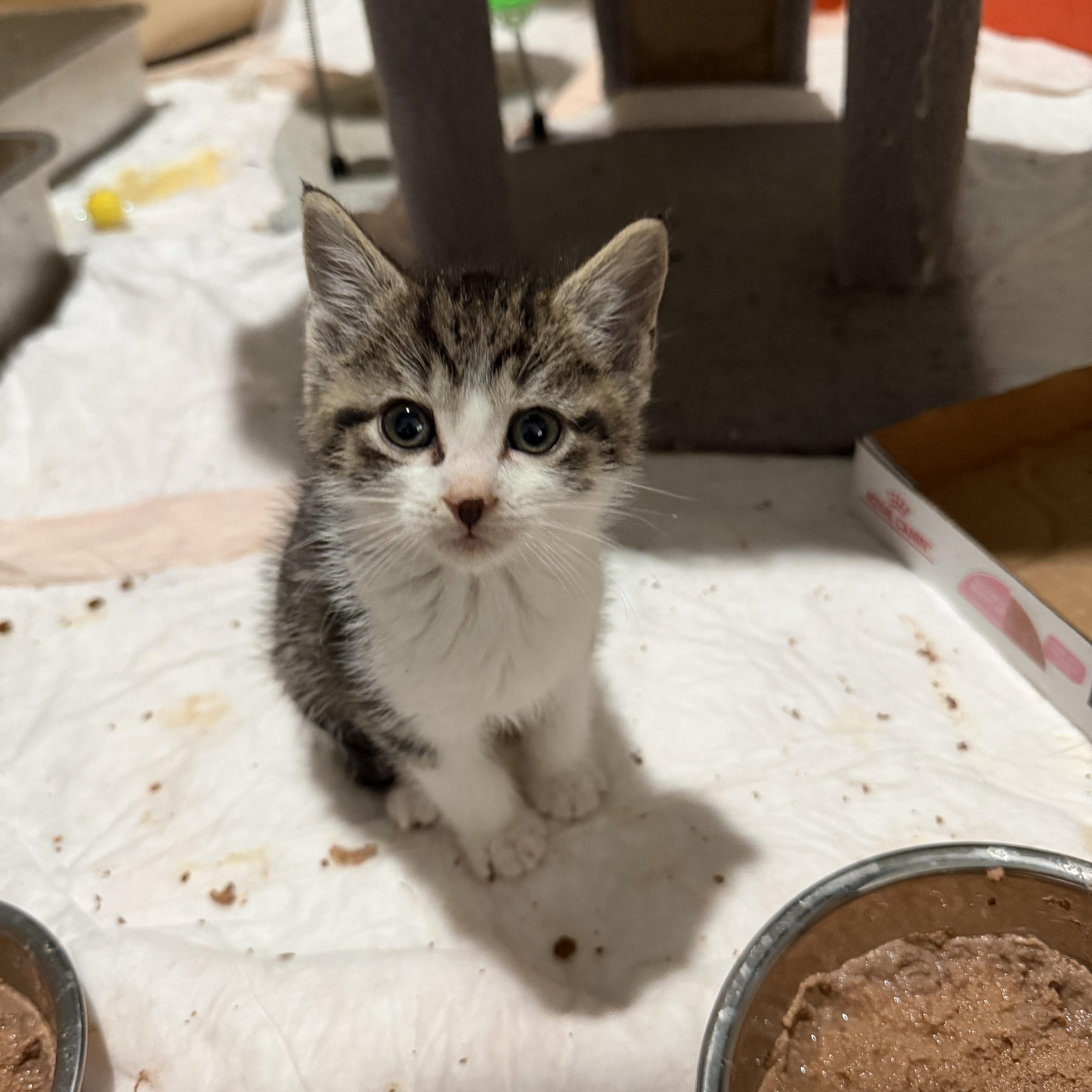 Enlarge Bradford, an adopted Domestic Short Hair in Syosset, NY image 4/4