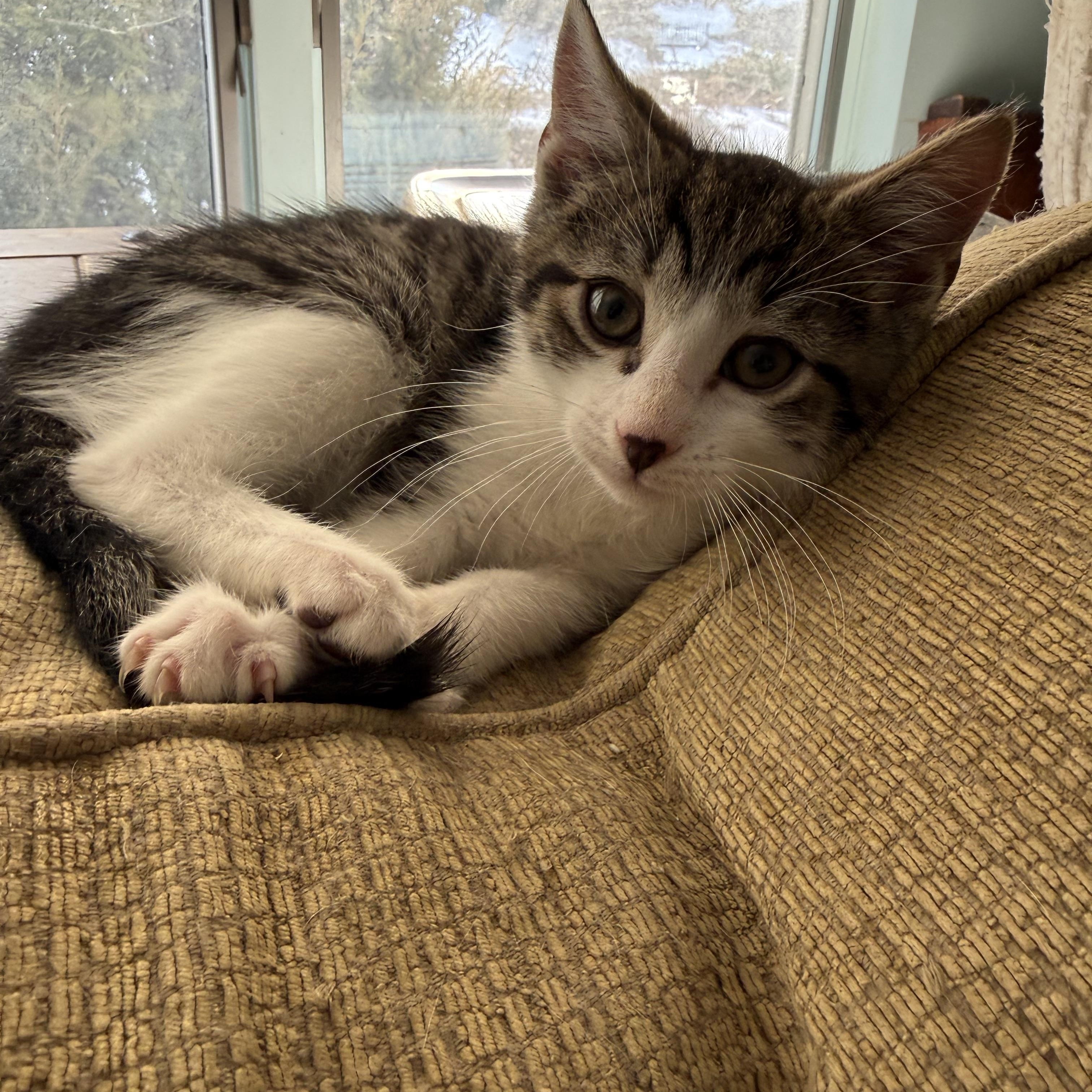 Bradford, adopted, Kitten Male Domestic Short Hair.